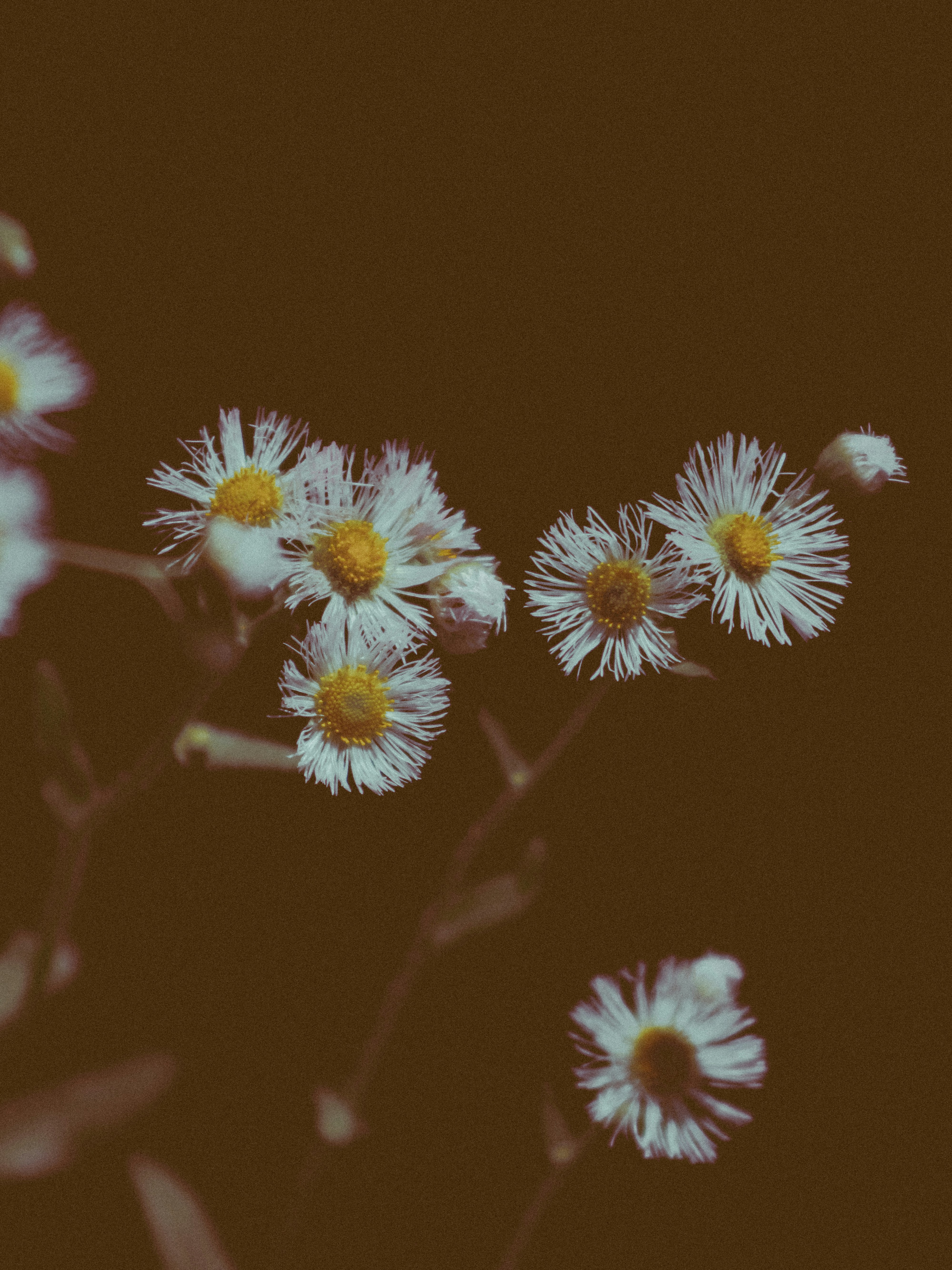 Photo by linusbelanger