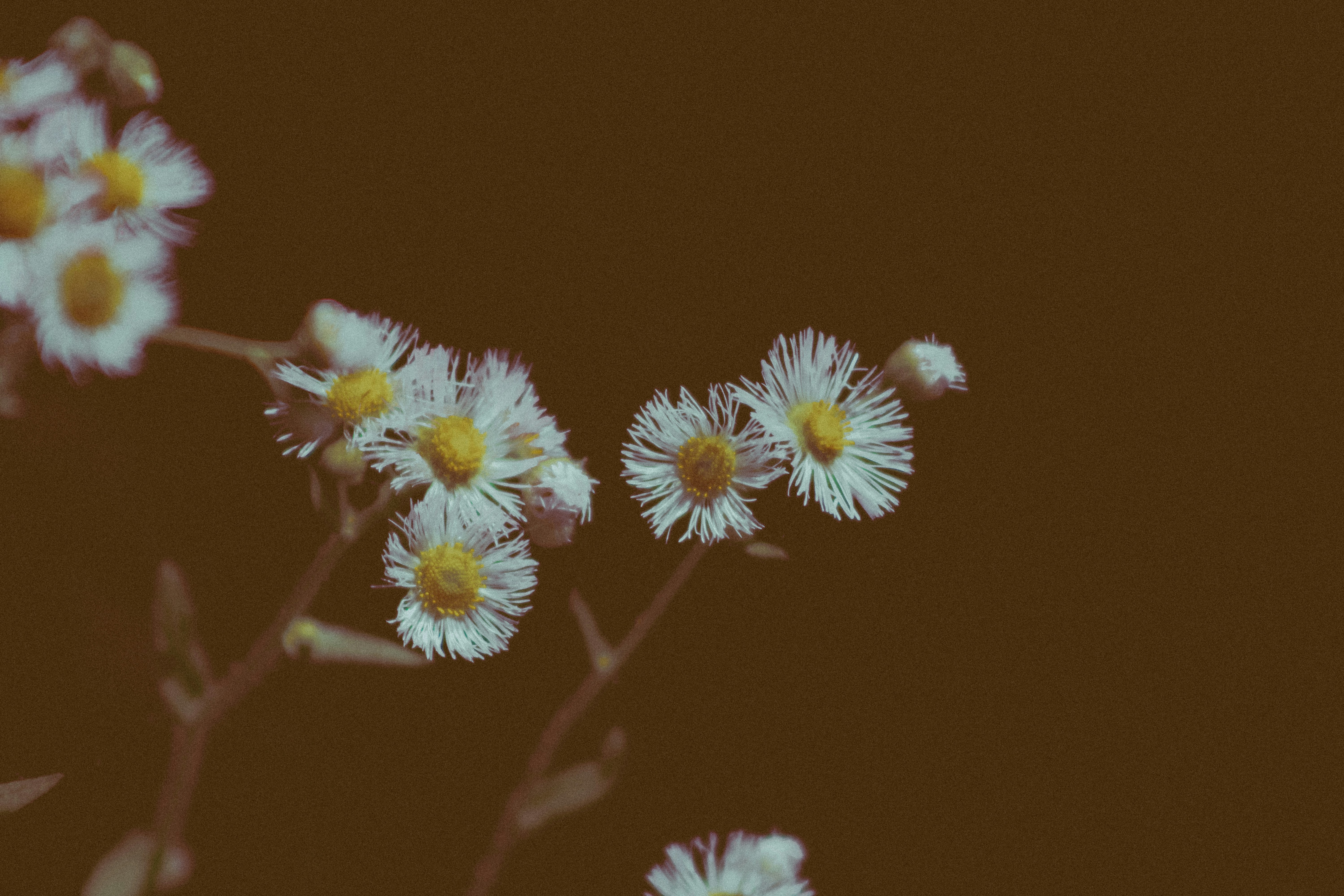 Photo by linusbelanger