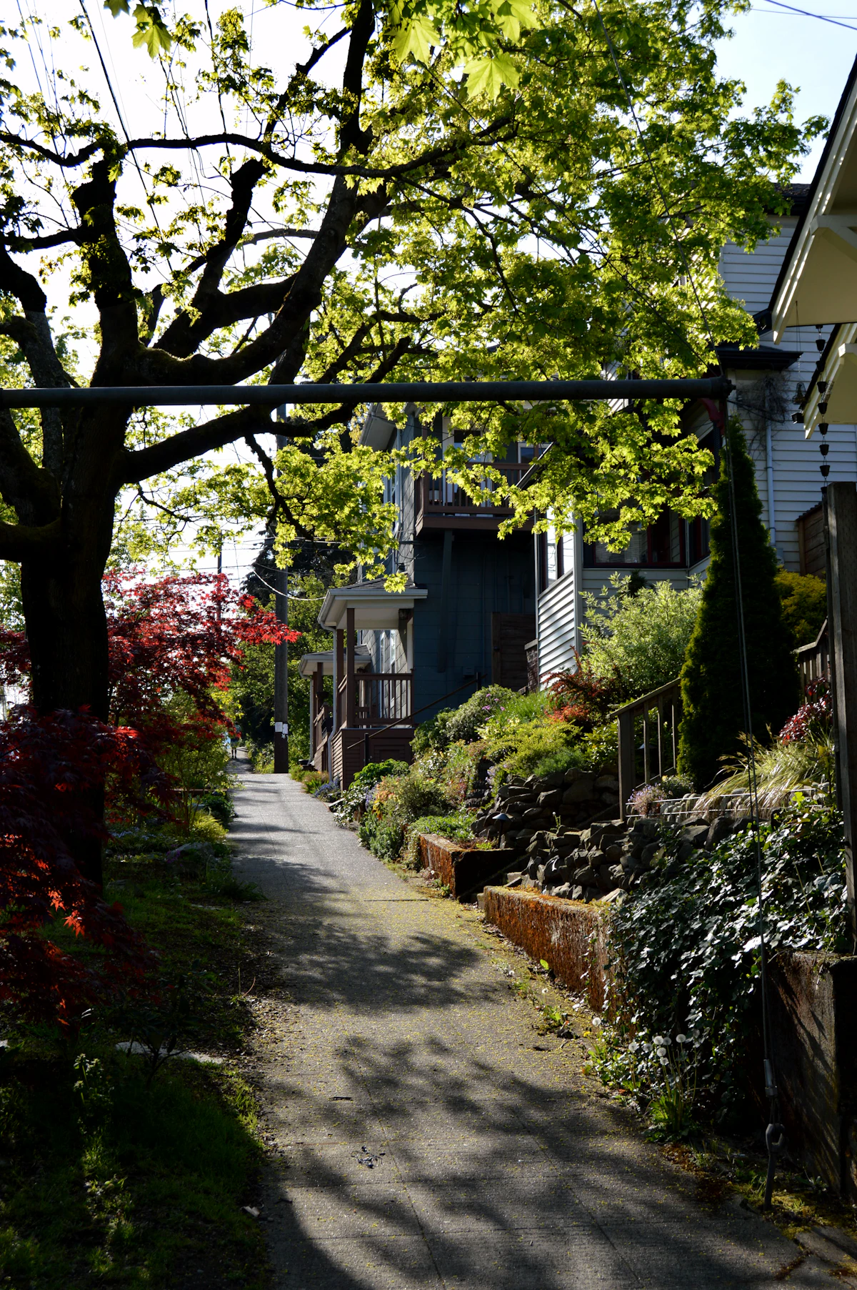 Leafy Seattle residential street