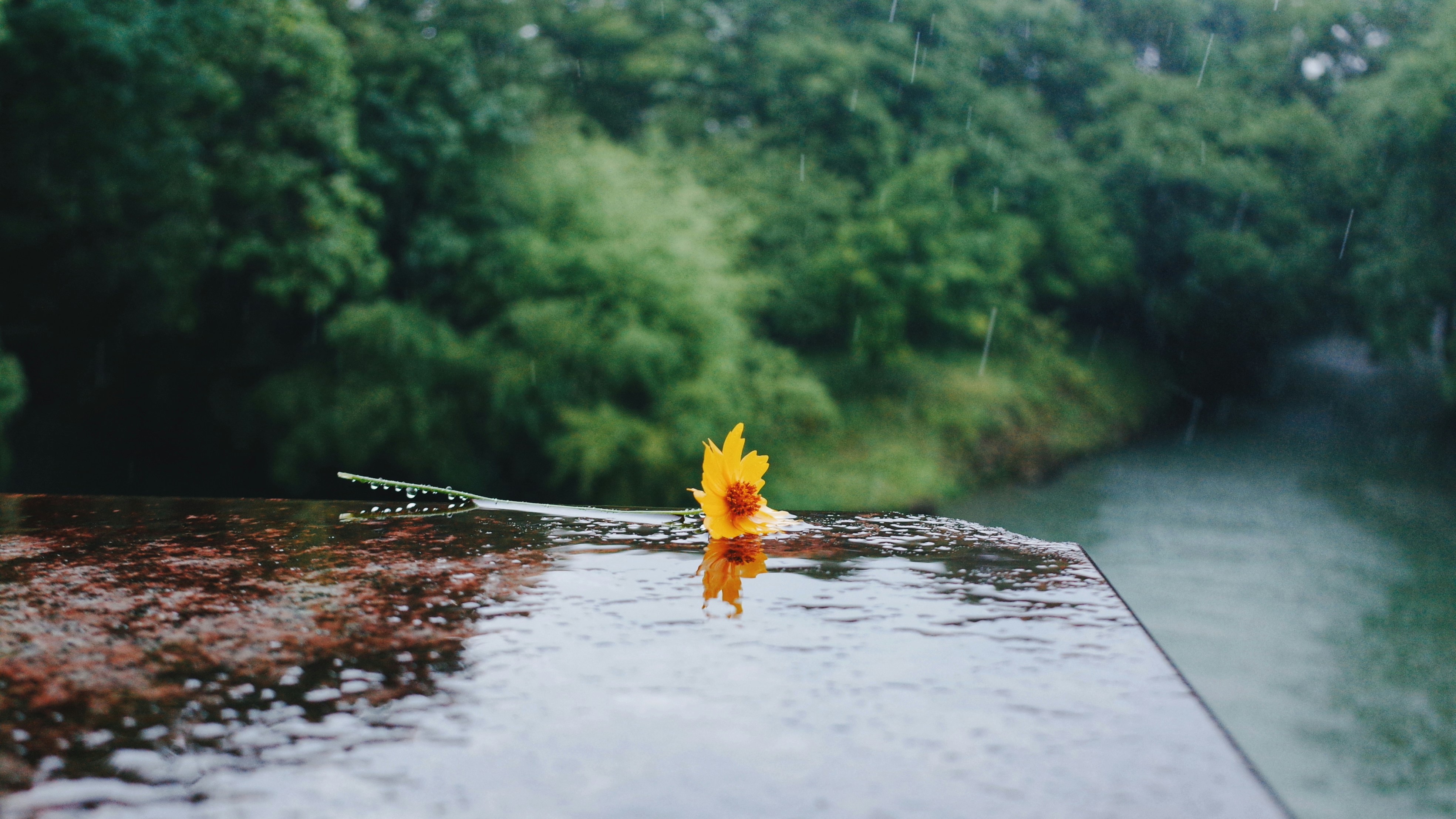 A sunflower floats on a wet surface. photo – Free Flower Image on Unsplash