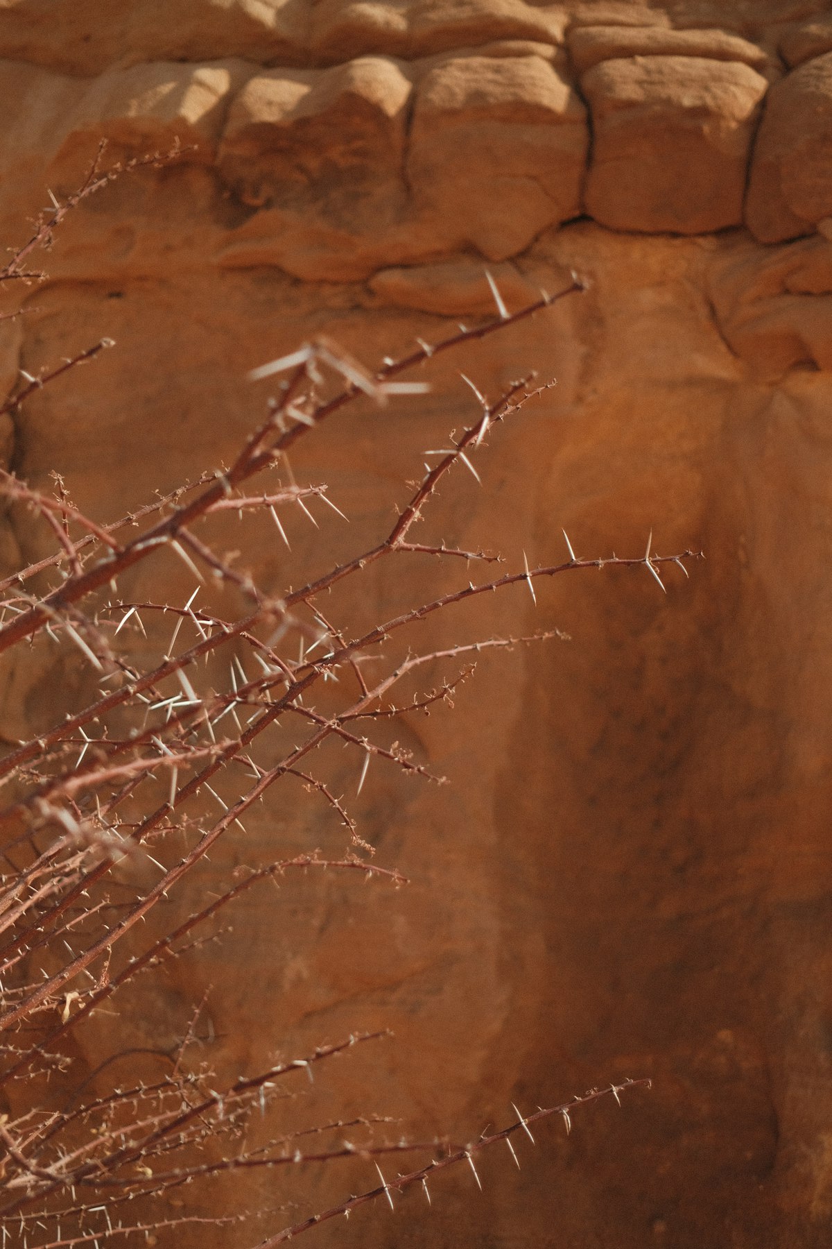 Hegra AlUla — thorny desert plant against Nabataean sandstone tomb wall
