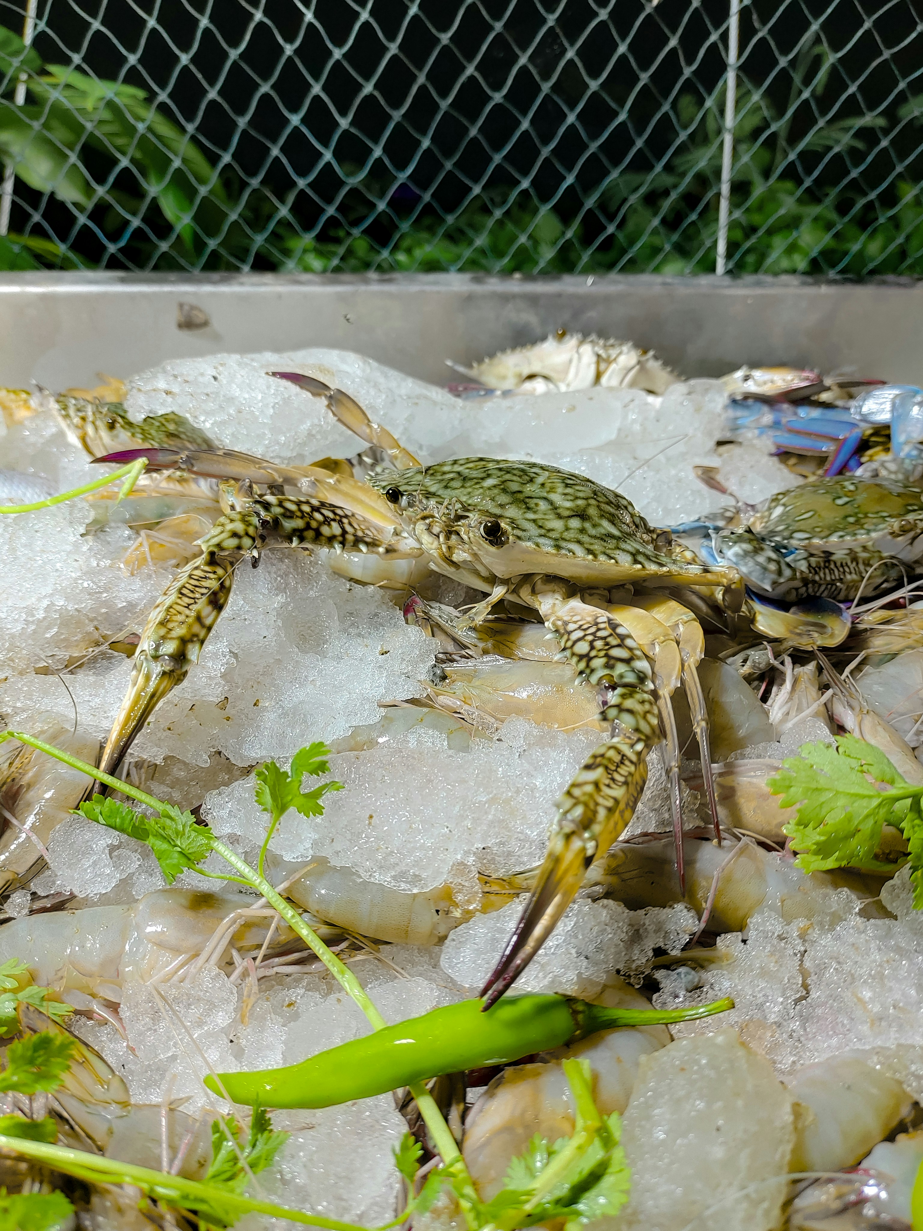 Fresh crab and seafood on ice display.