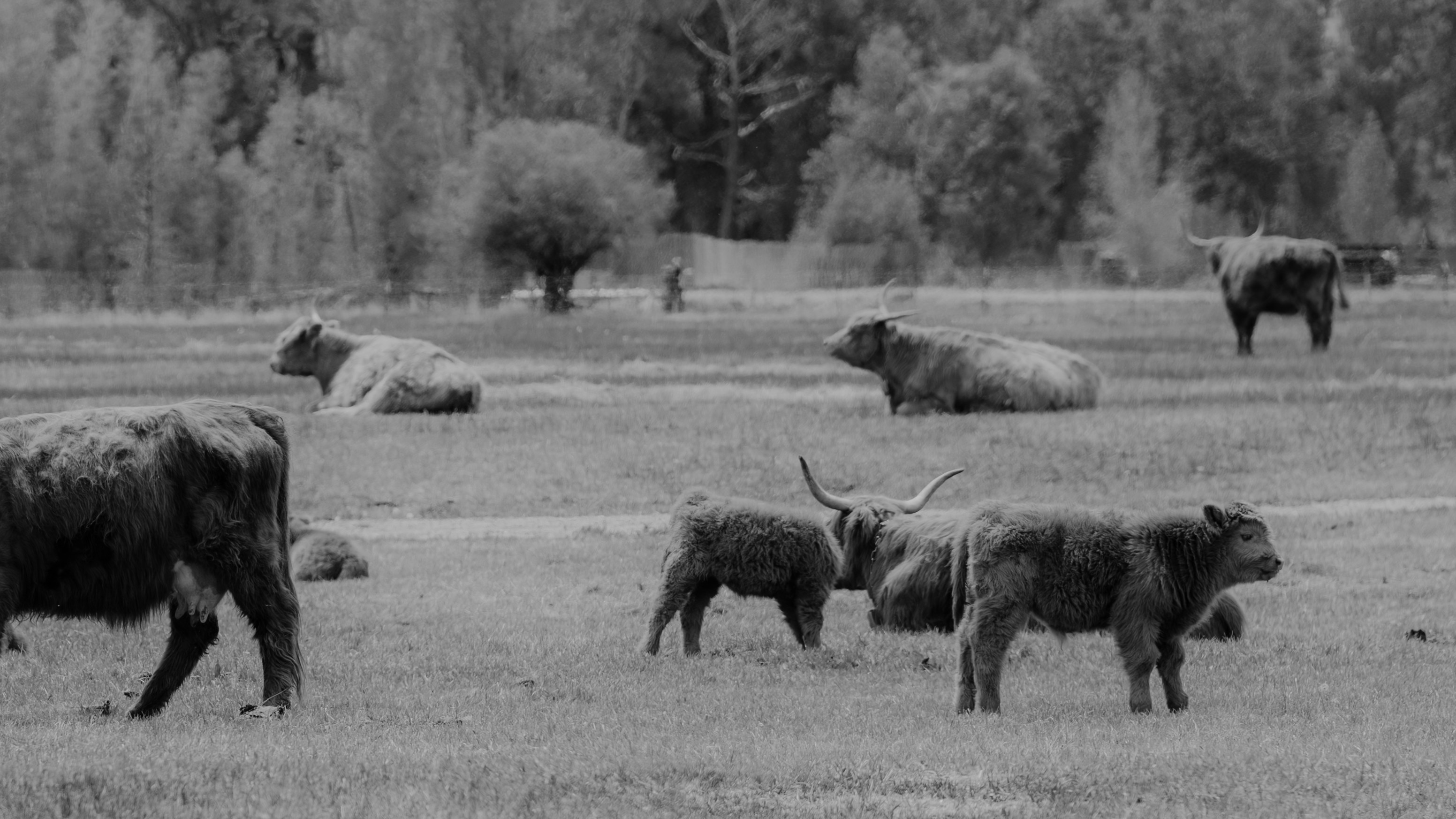 Cows graze peacefully in a green field.