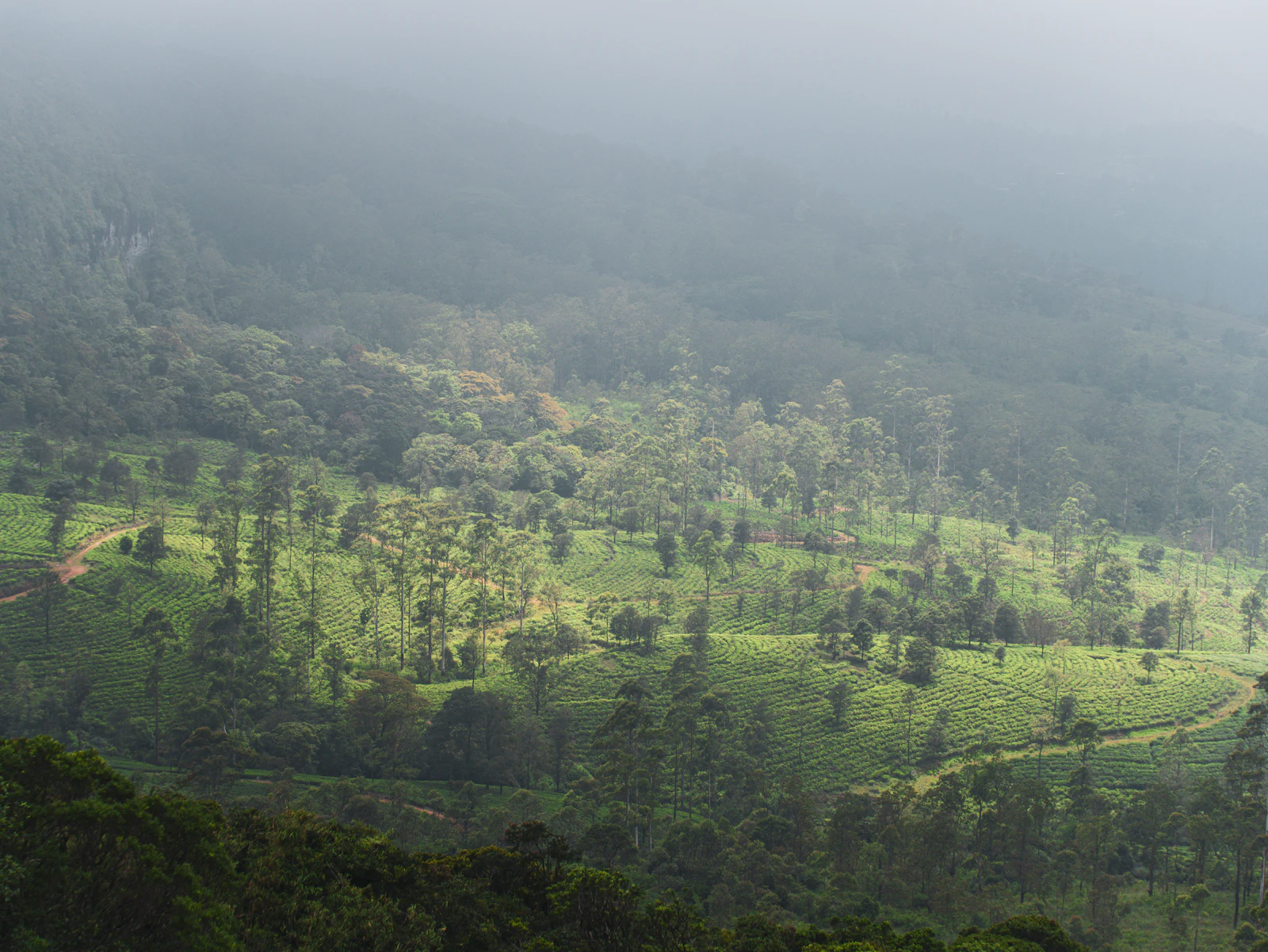 Knuckles Mountain Range – One-Day Hike