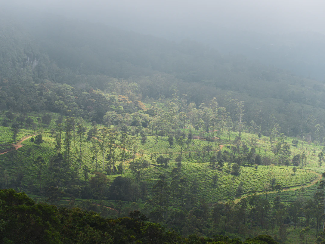 5-Day Ella Family Itinerary: Easy Hikes & Tea Estates