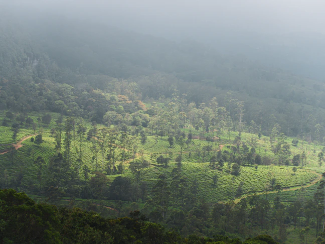 5-Day Ella Family Itinerary: Easy Hikes & Tea Estates