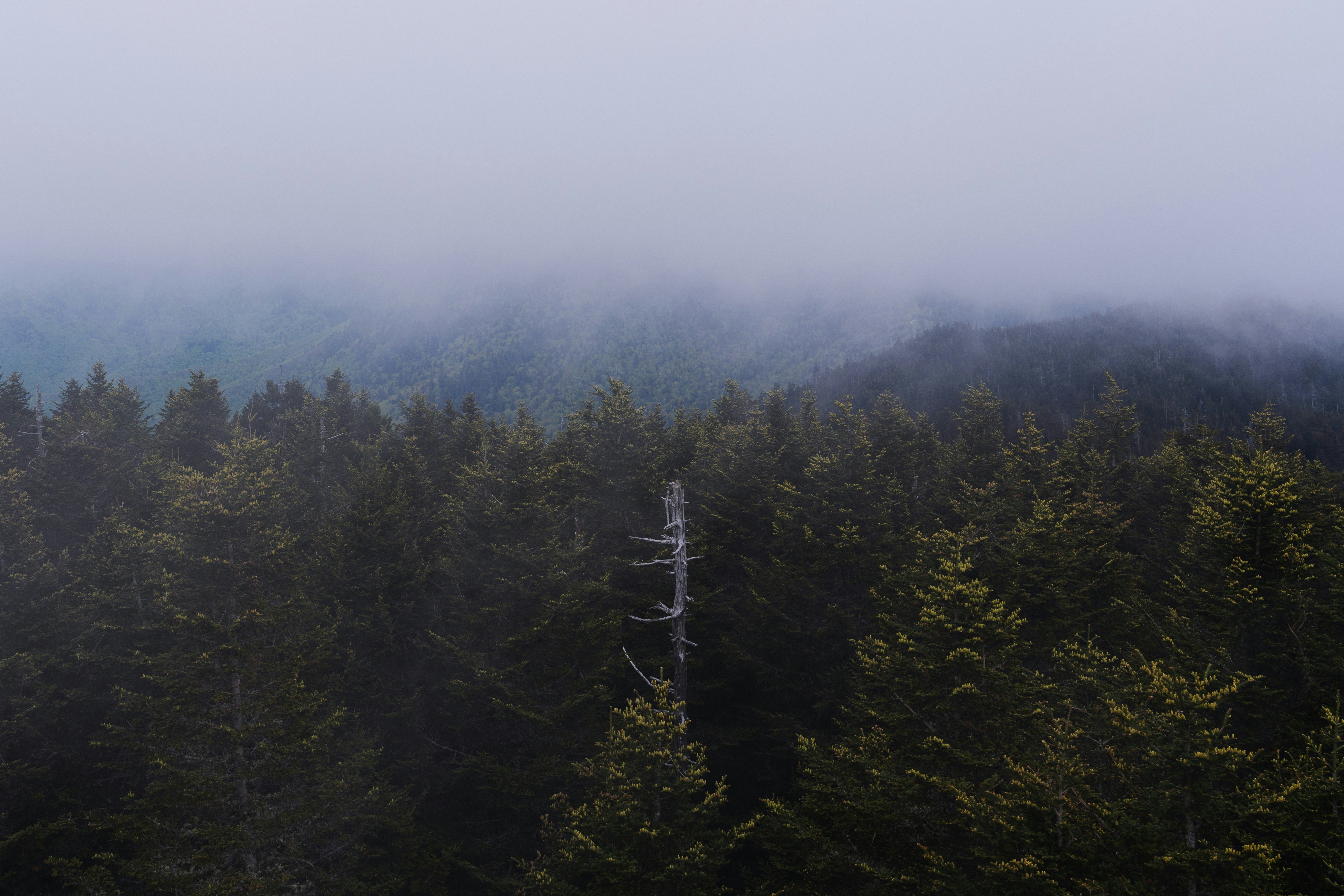 Photo by lewistontheway