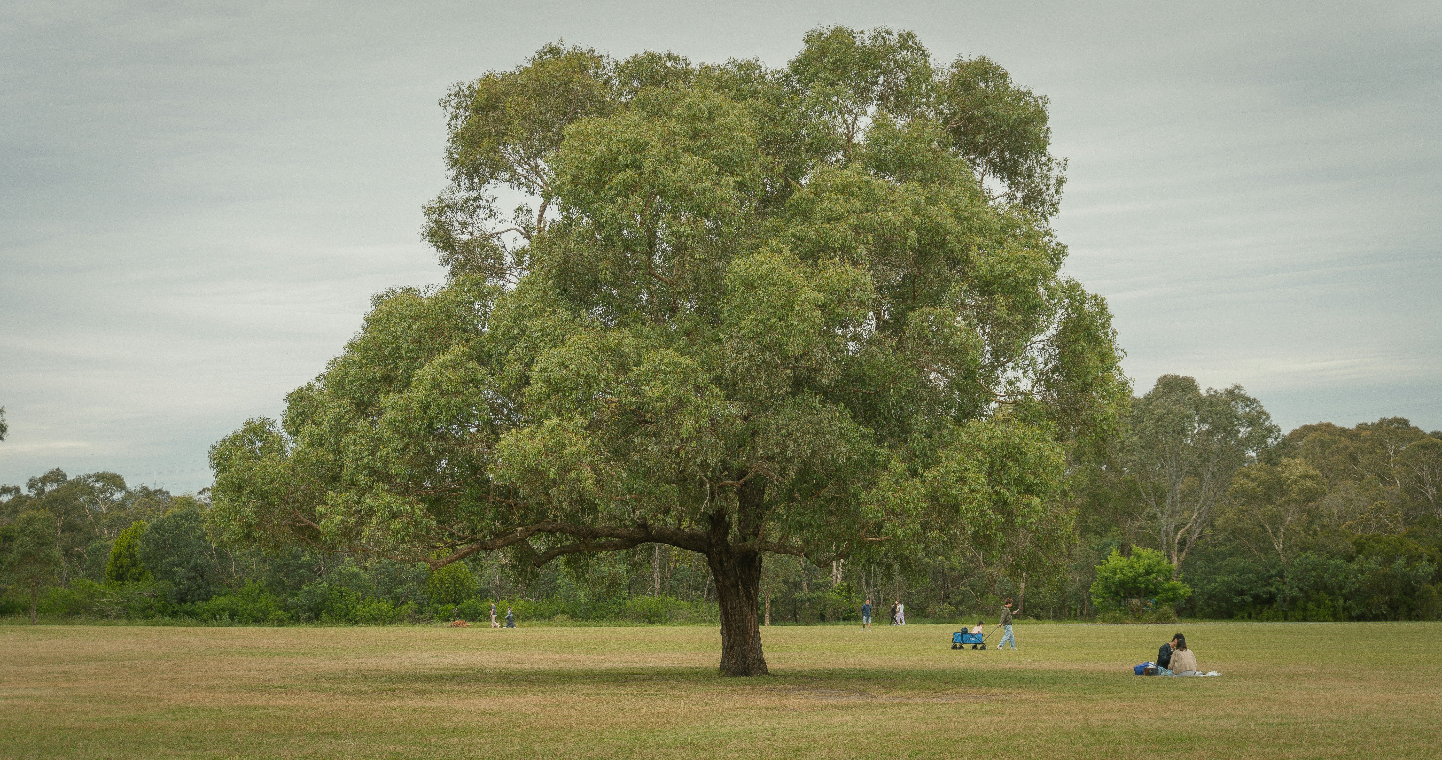 Large tree in a green park