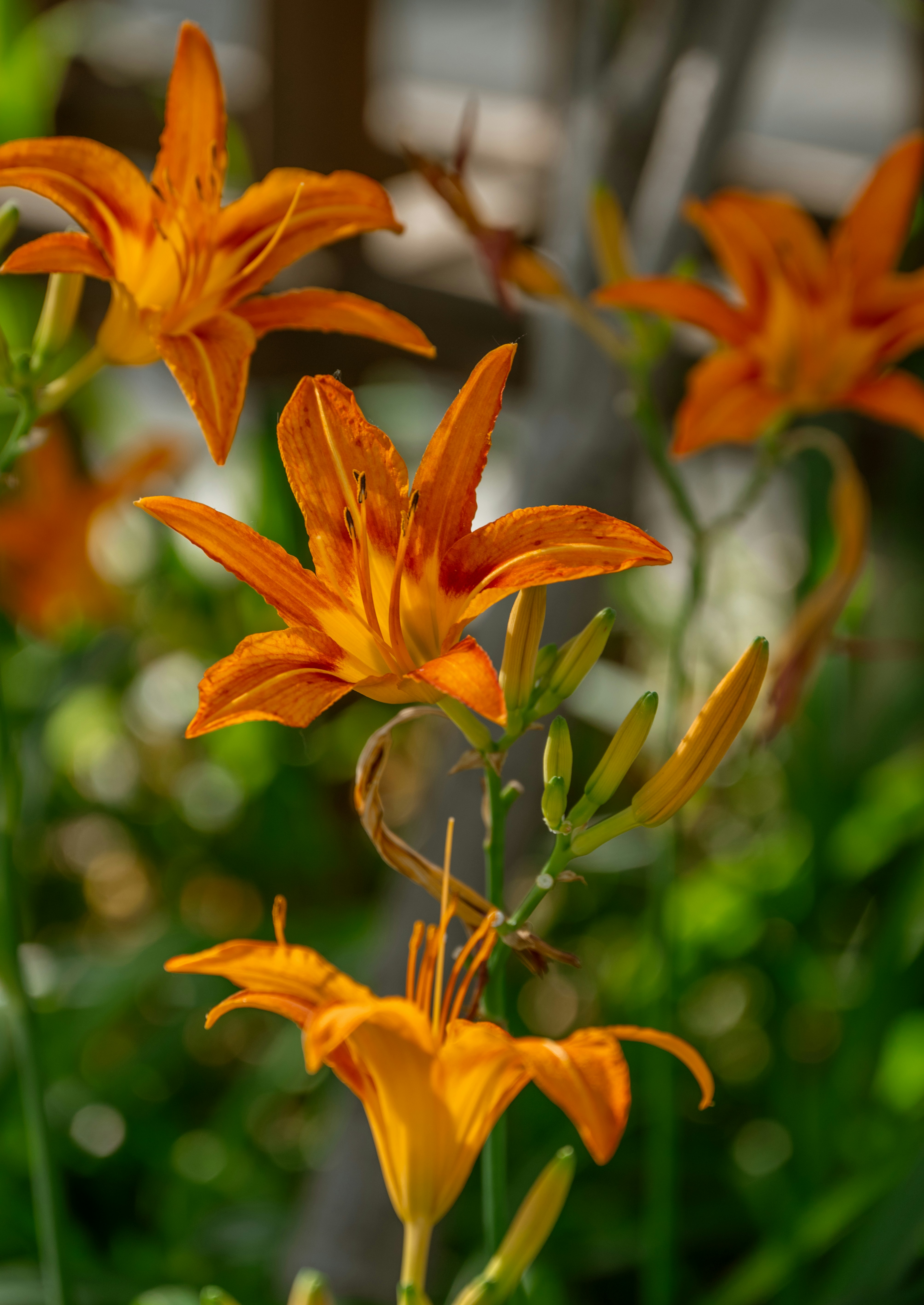 Photo by nikol_royce