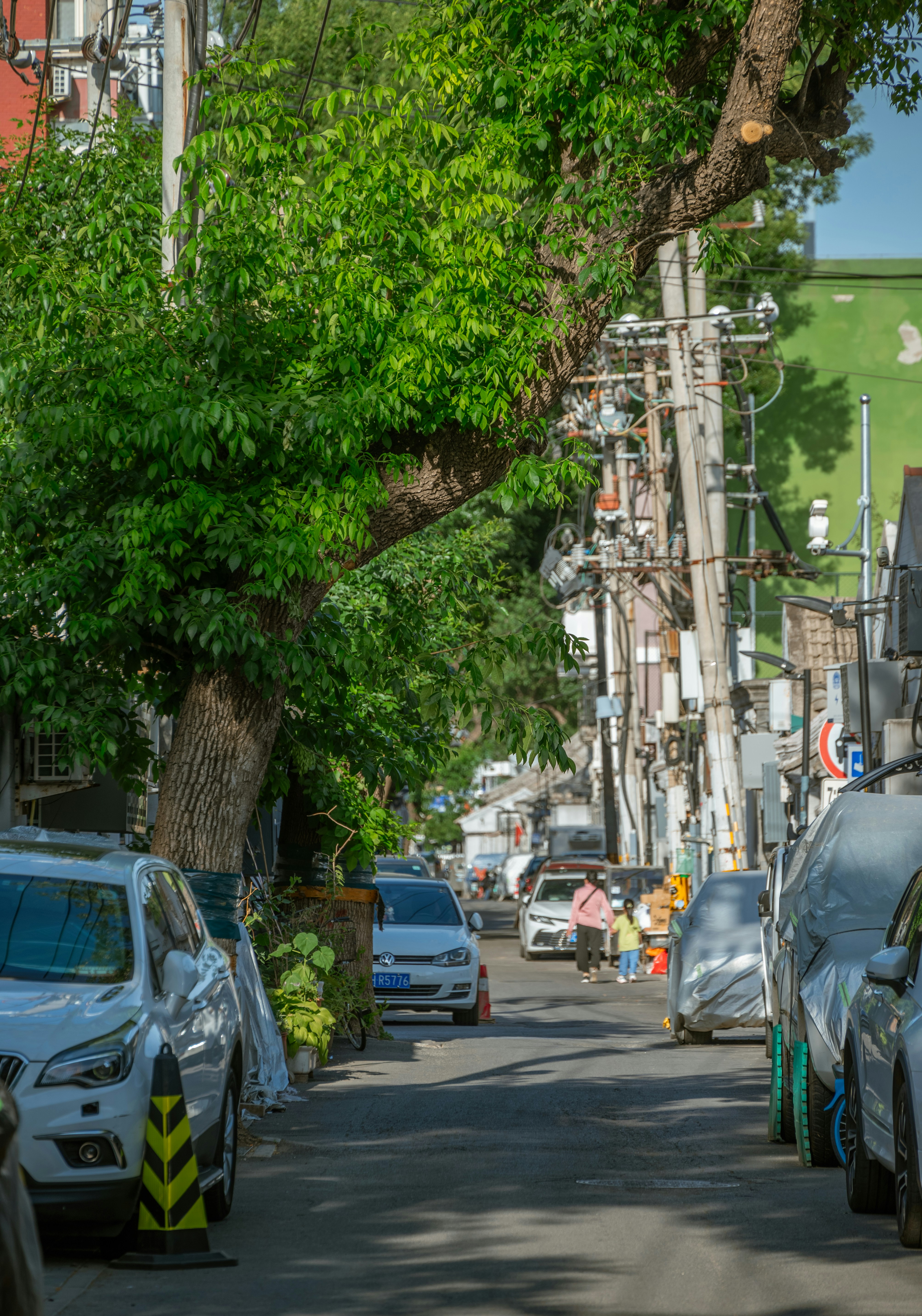 Urban Trees Bear the Heaviest Burden (image credits: unsplash)