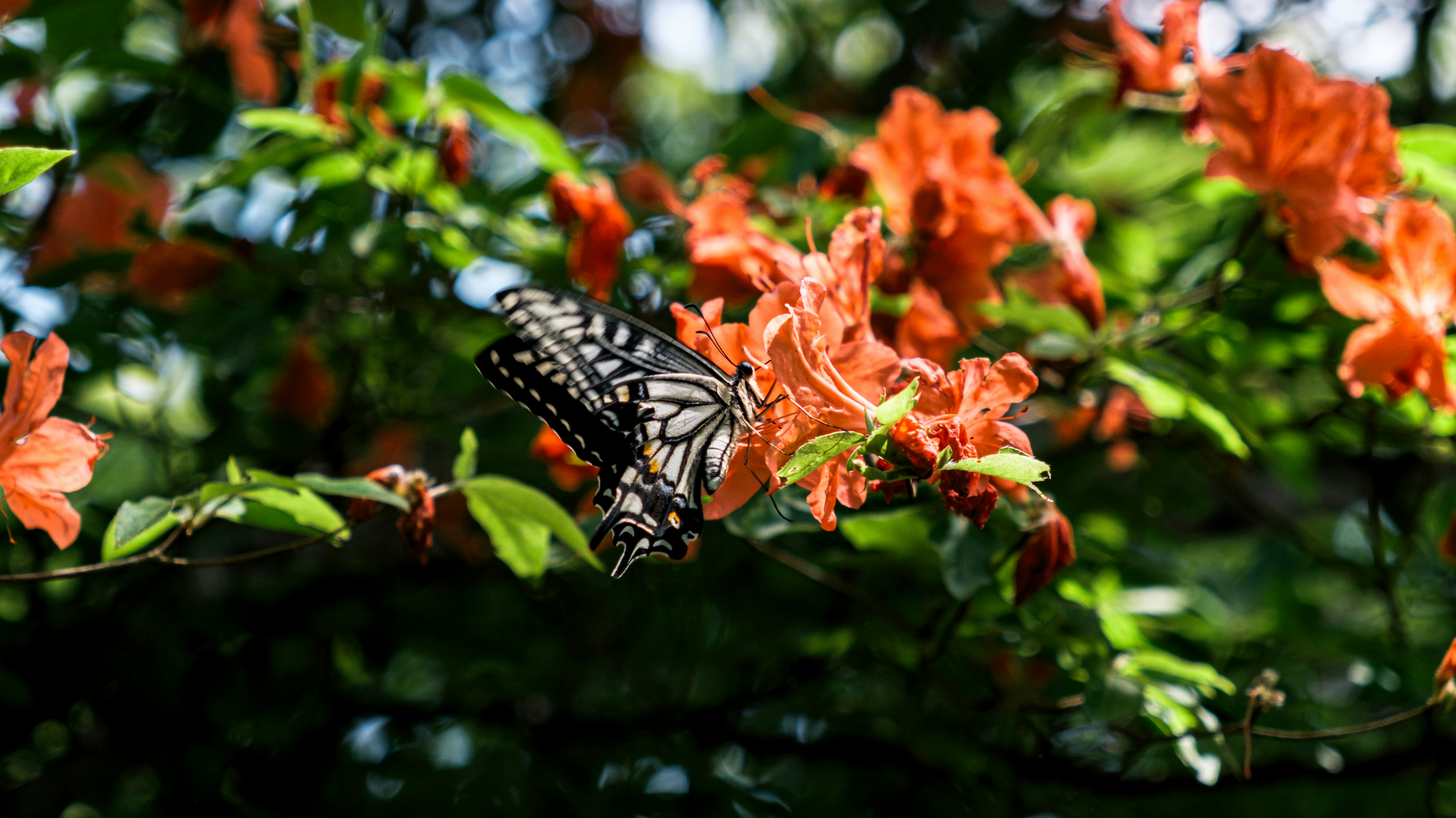 A butterfly rests on bright, orange flowers.