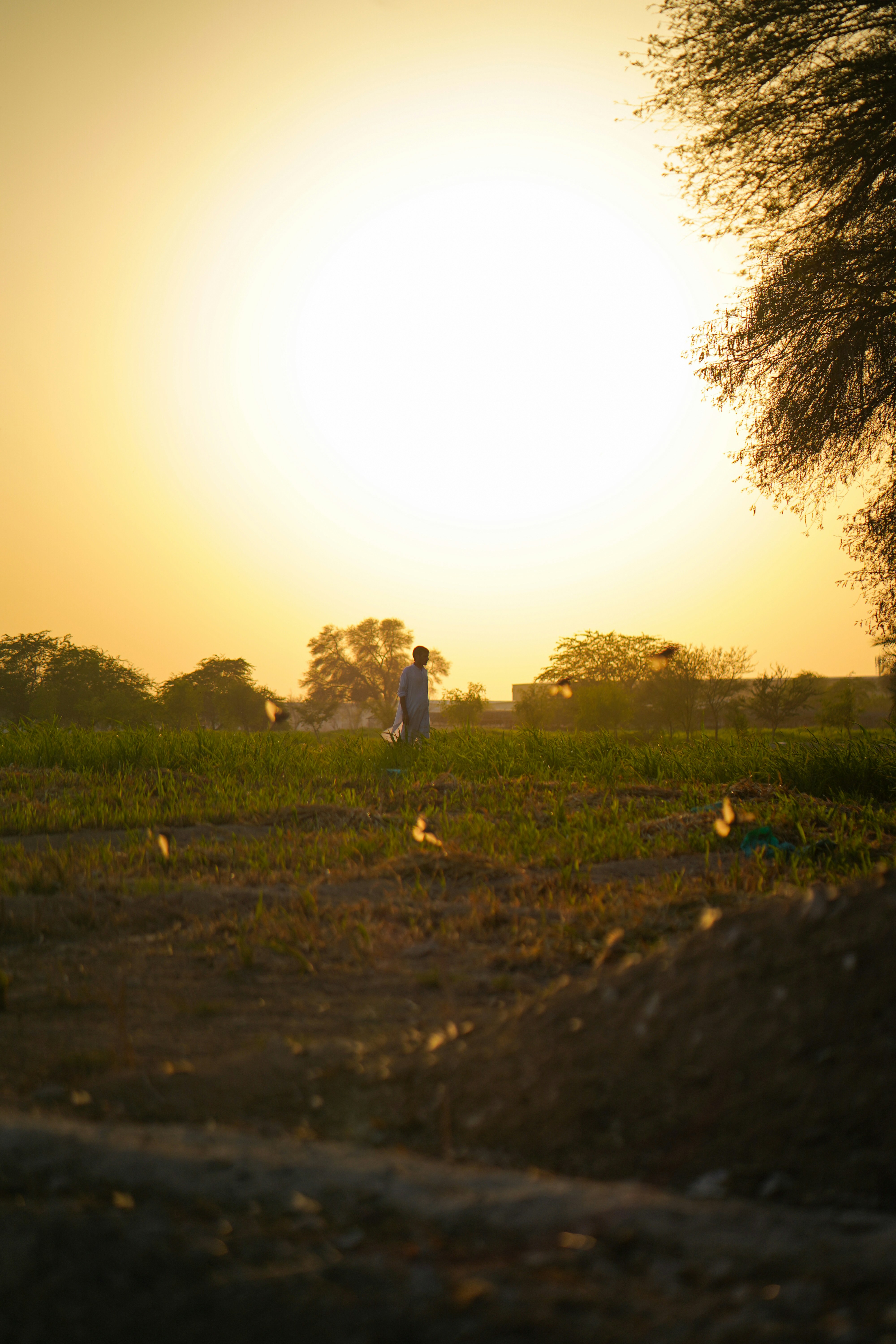 A man walks in a field during sunset