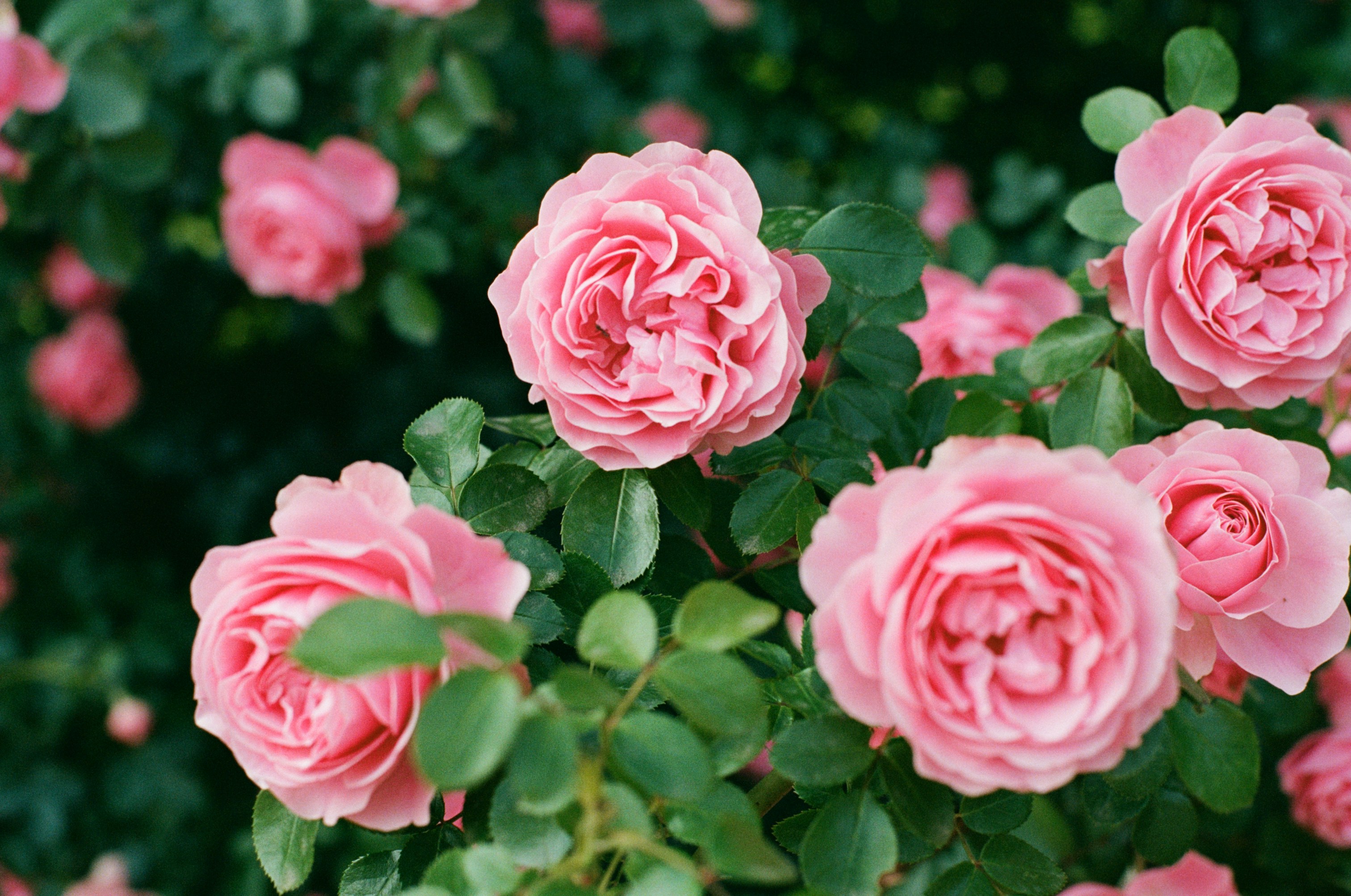 Photo by nikkoz_design