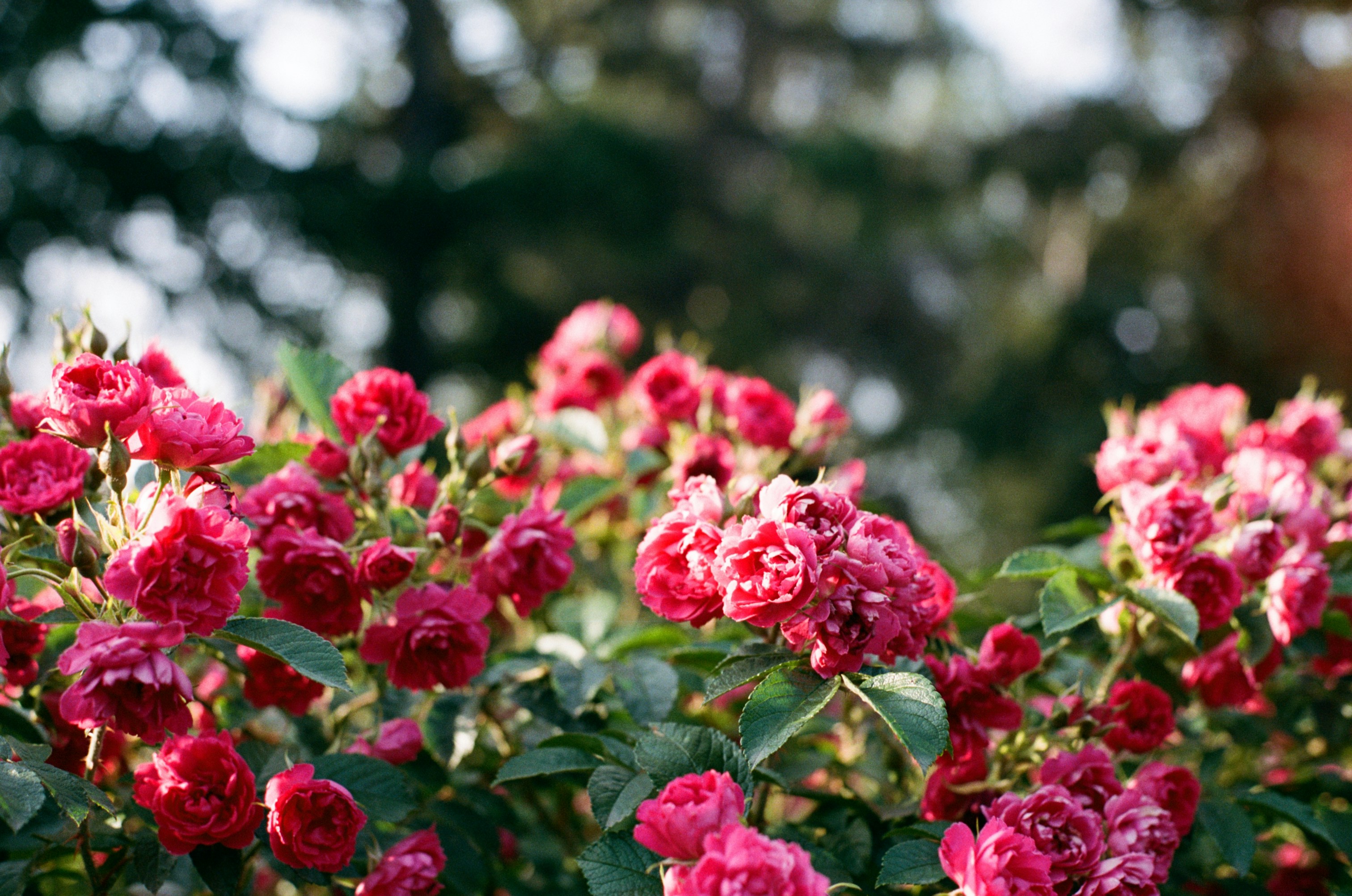 Photo by nikkoz_design