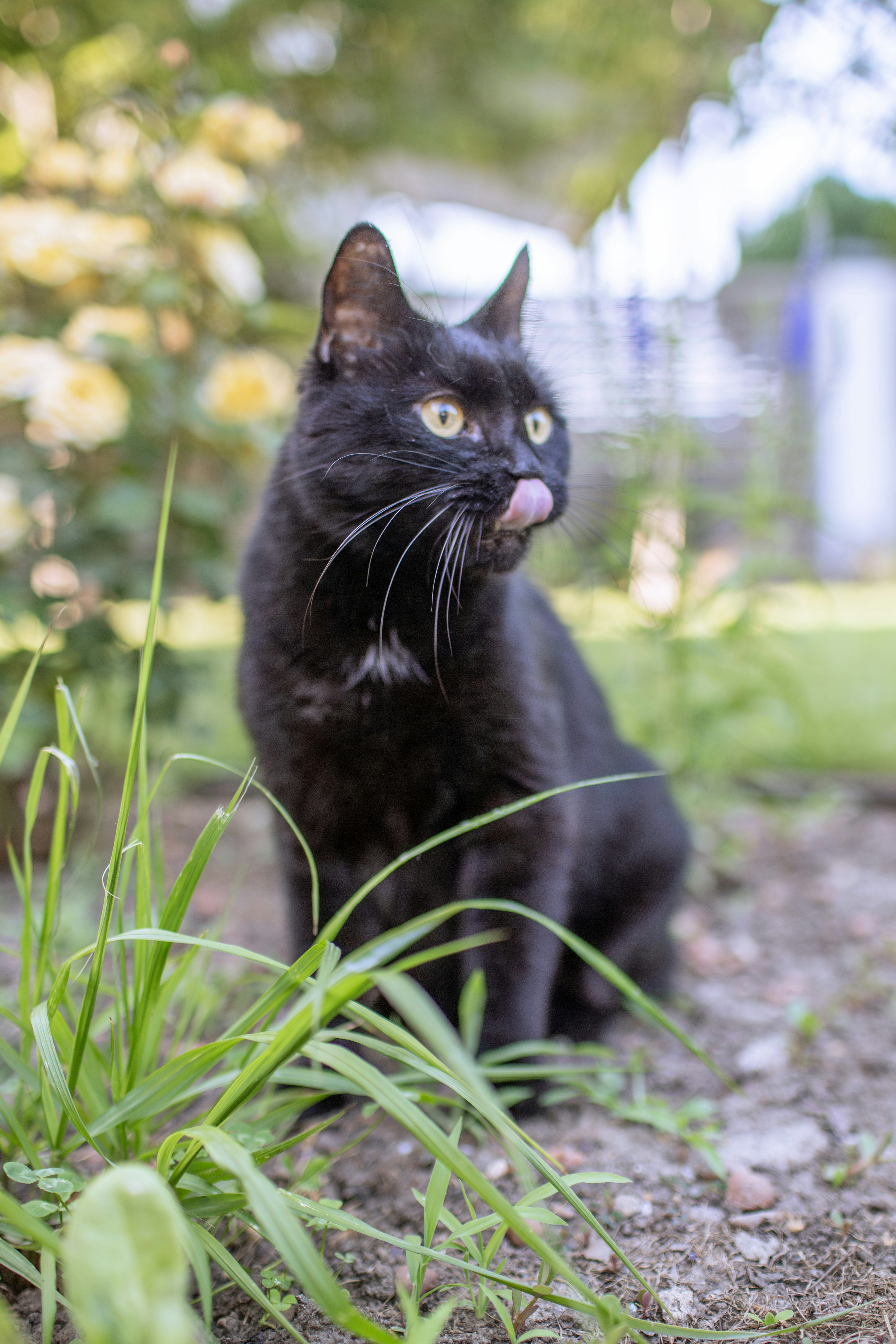 Whiskers in Wonder (image credits: unsplash)