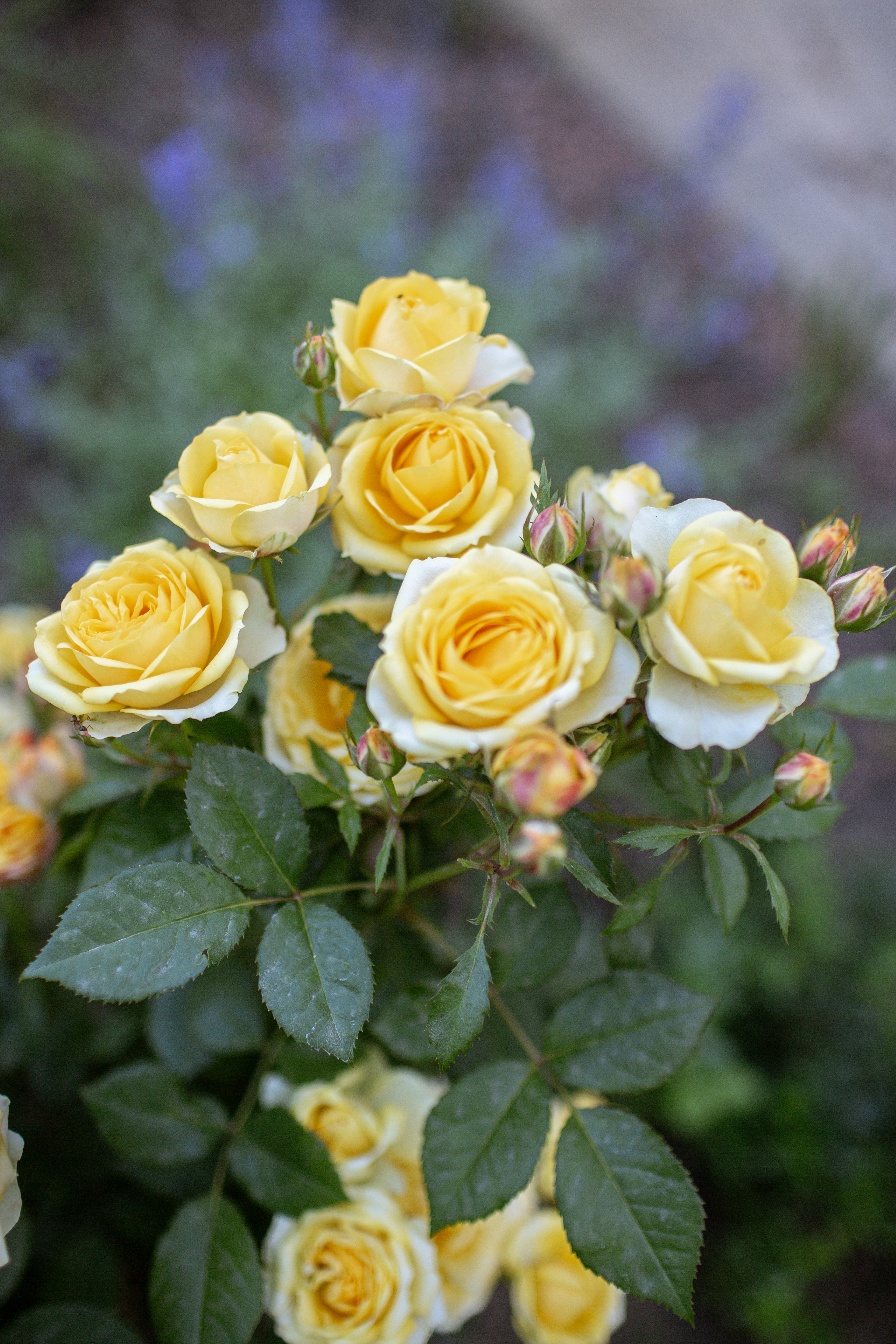 Beautiful yellow roses bloom in a garden. photo – Free Garden flowers Image  on Unsplash, image size:3000x4500