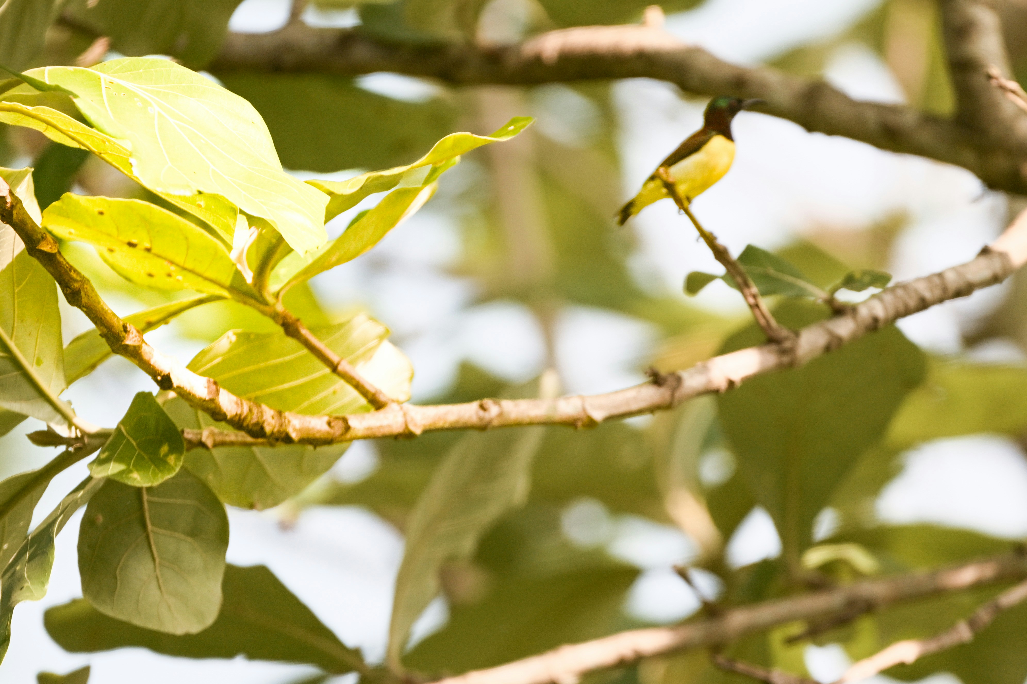 Photo by anoopvlenspoetry