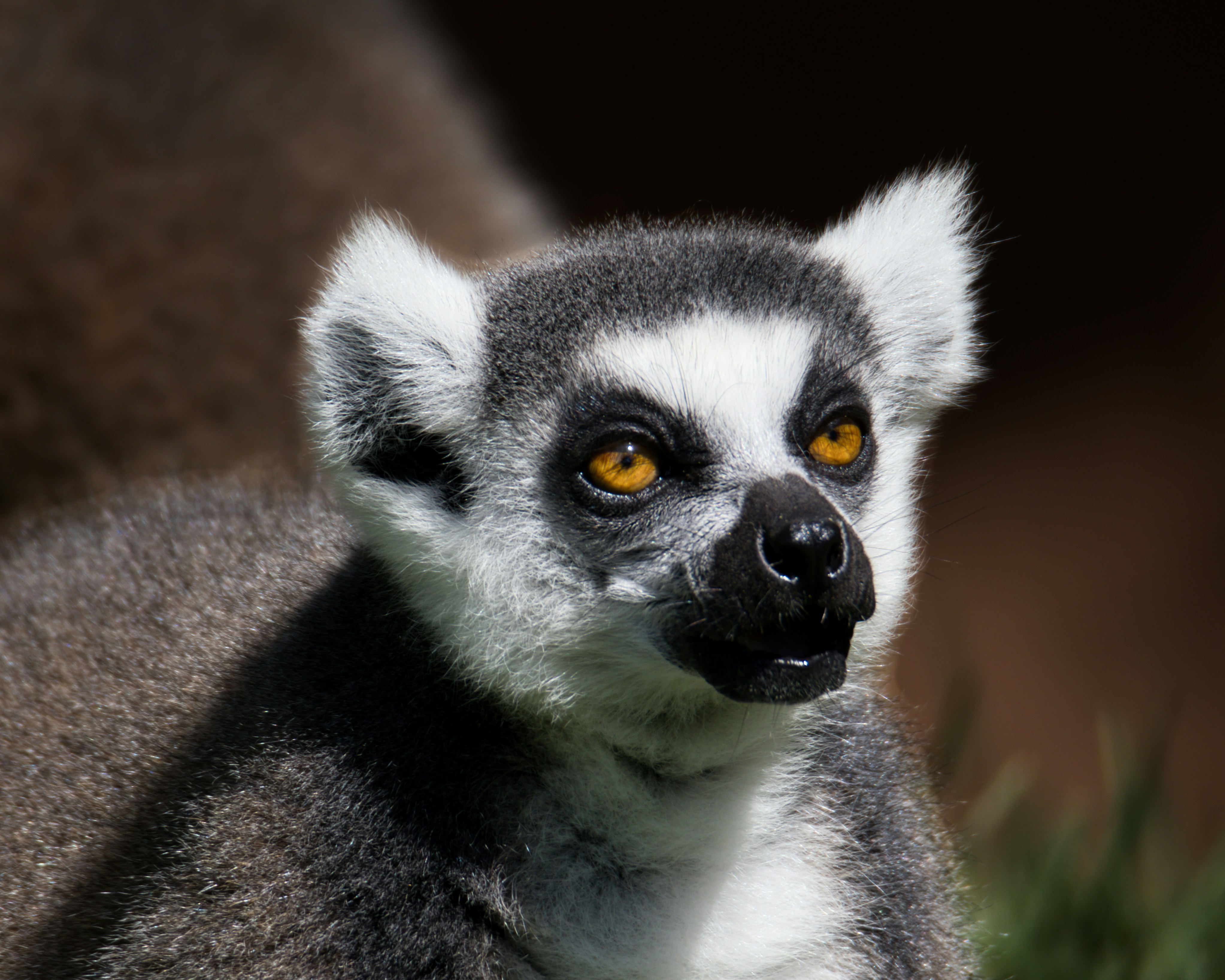 Lemur