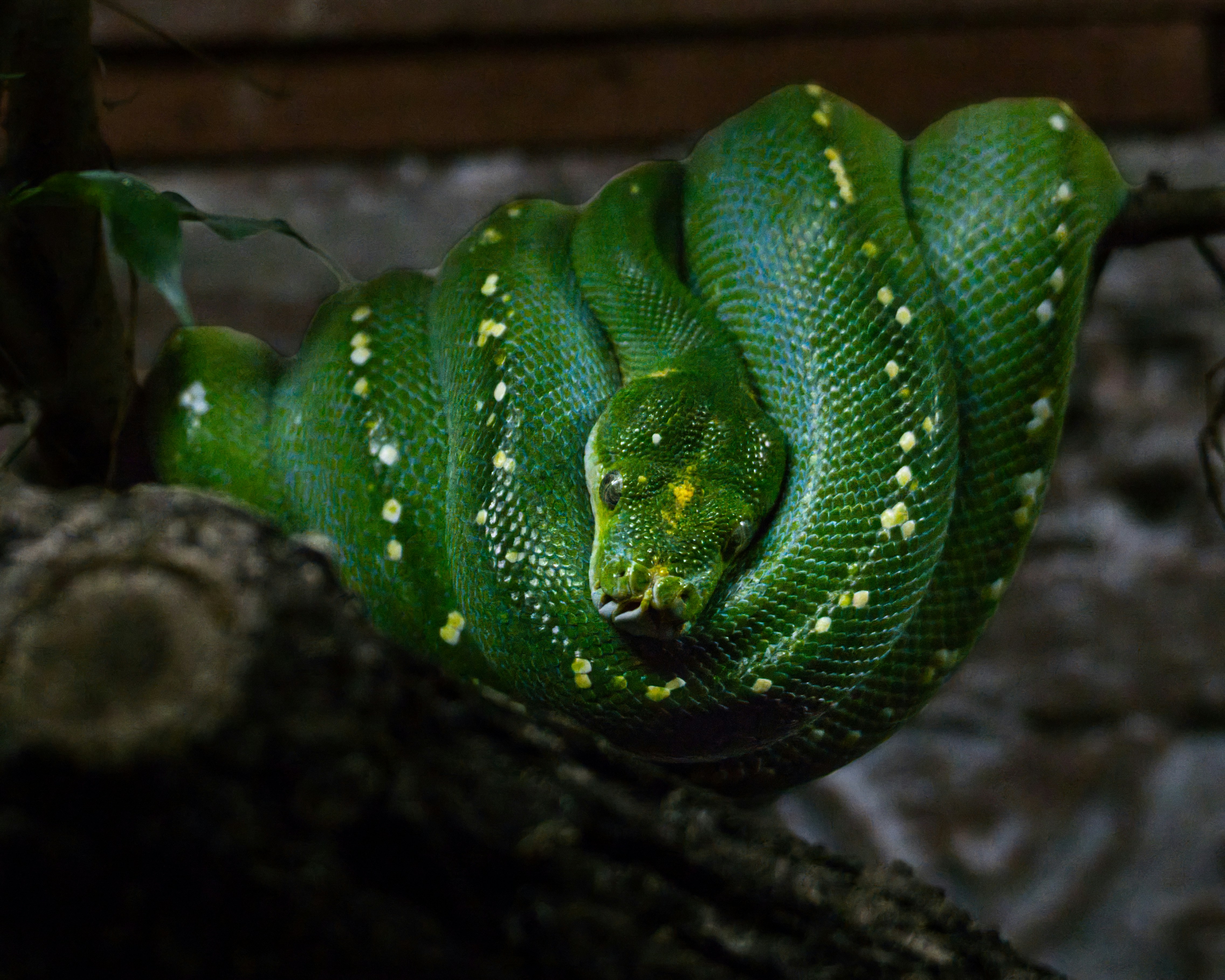 Photo by torben_gettermann