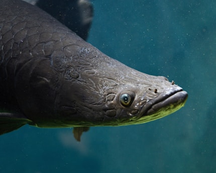 An arowana fish swims in the blue water.