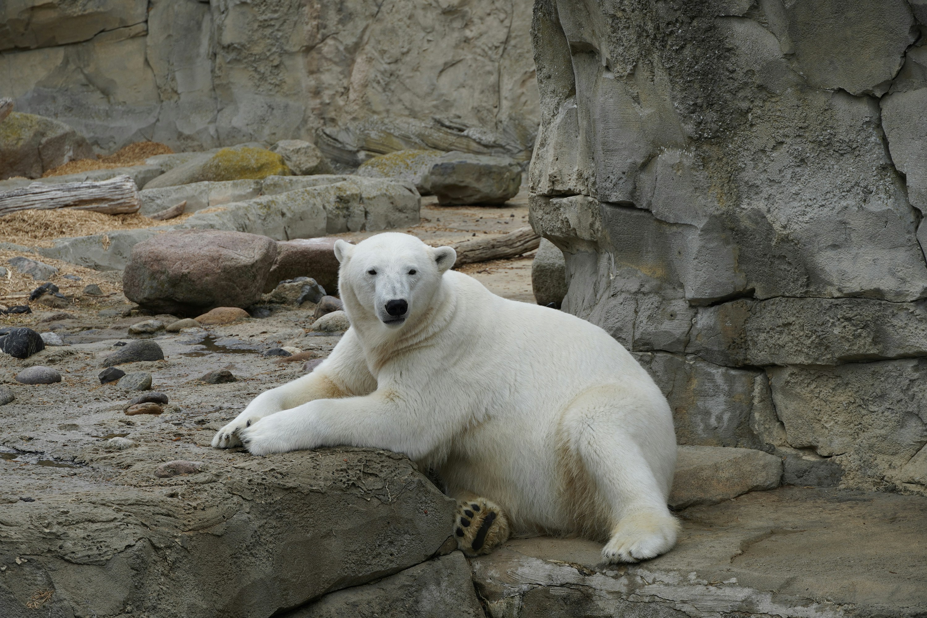 Photo by todorandonov