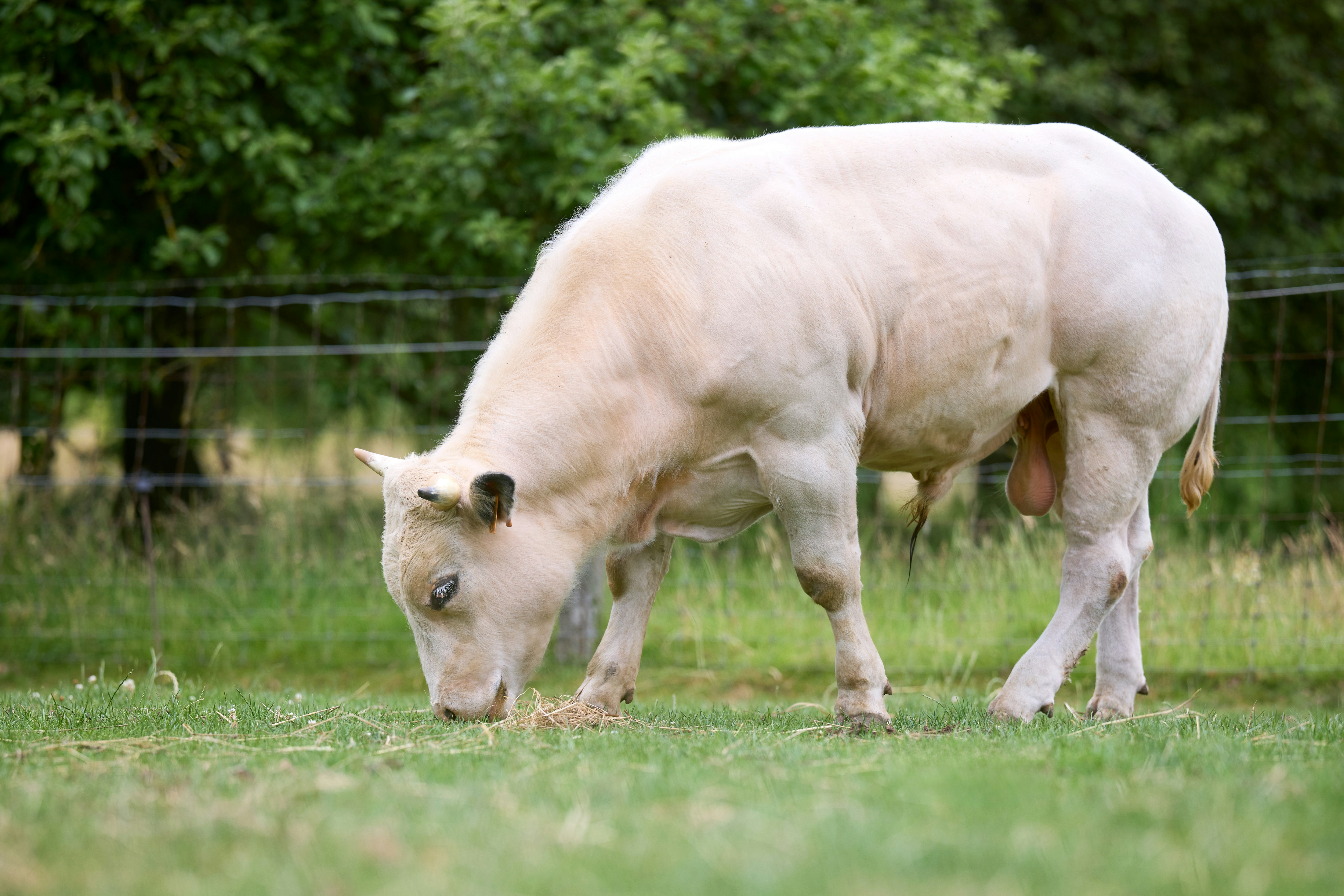 Charolais Bull - A white cow is grazing in a grassy field.