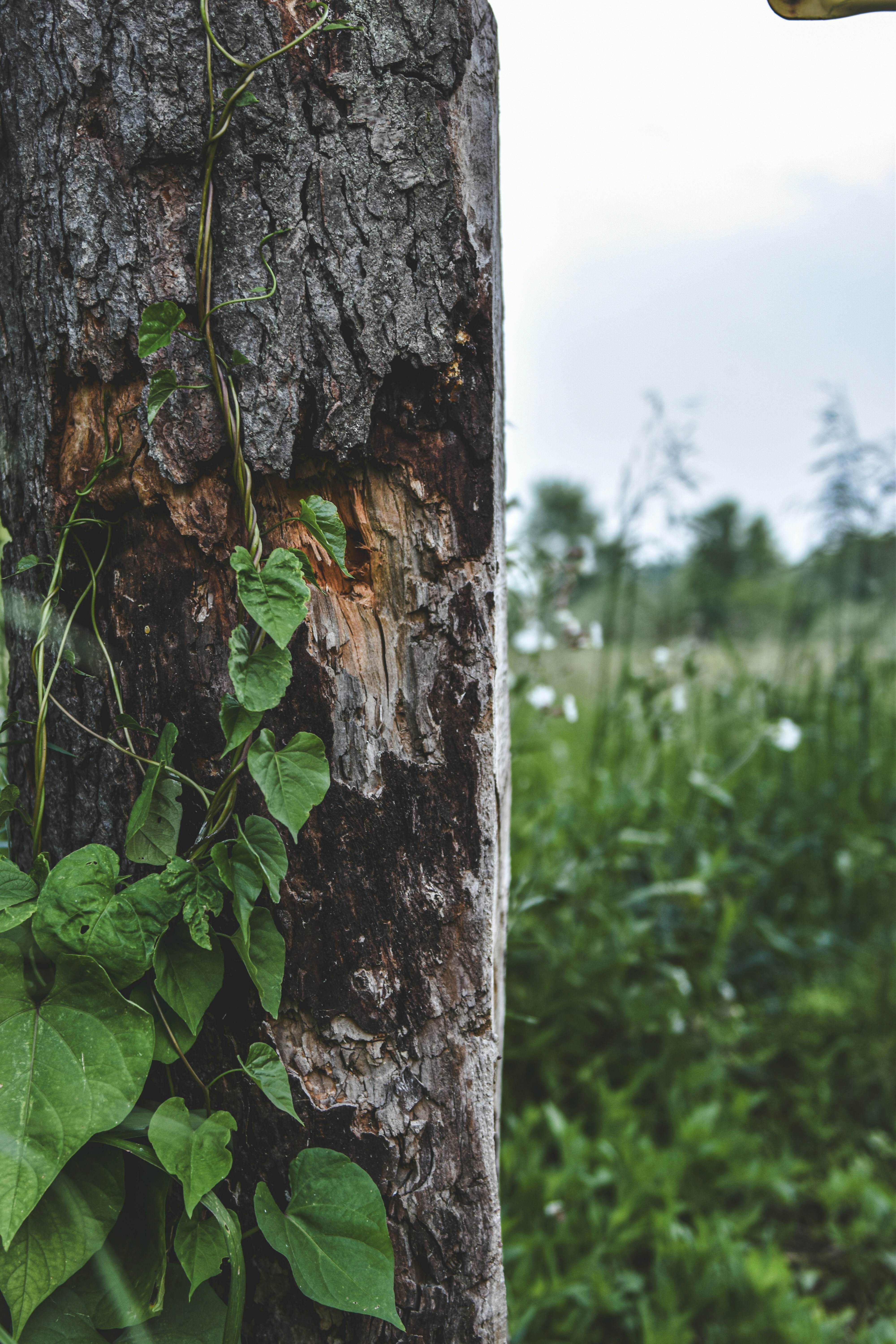 Photo by freefolkphoto