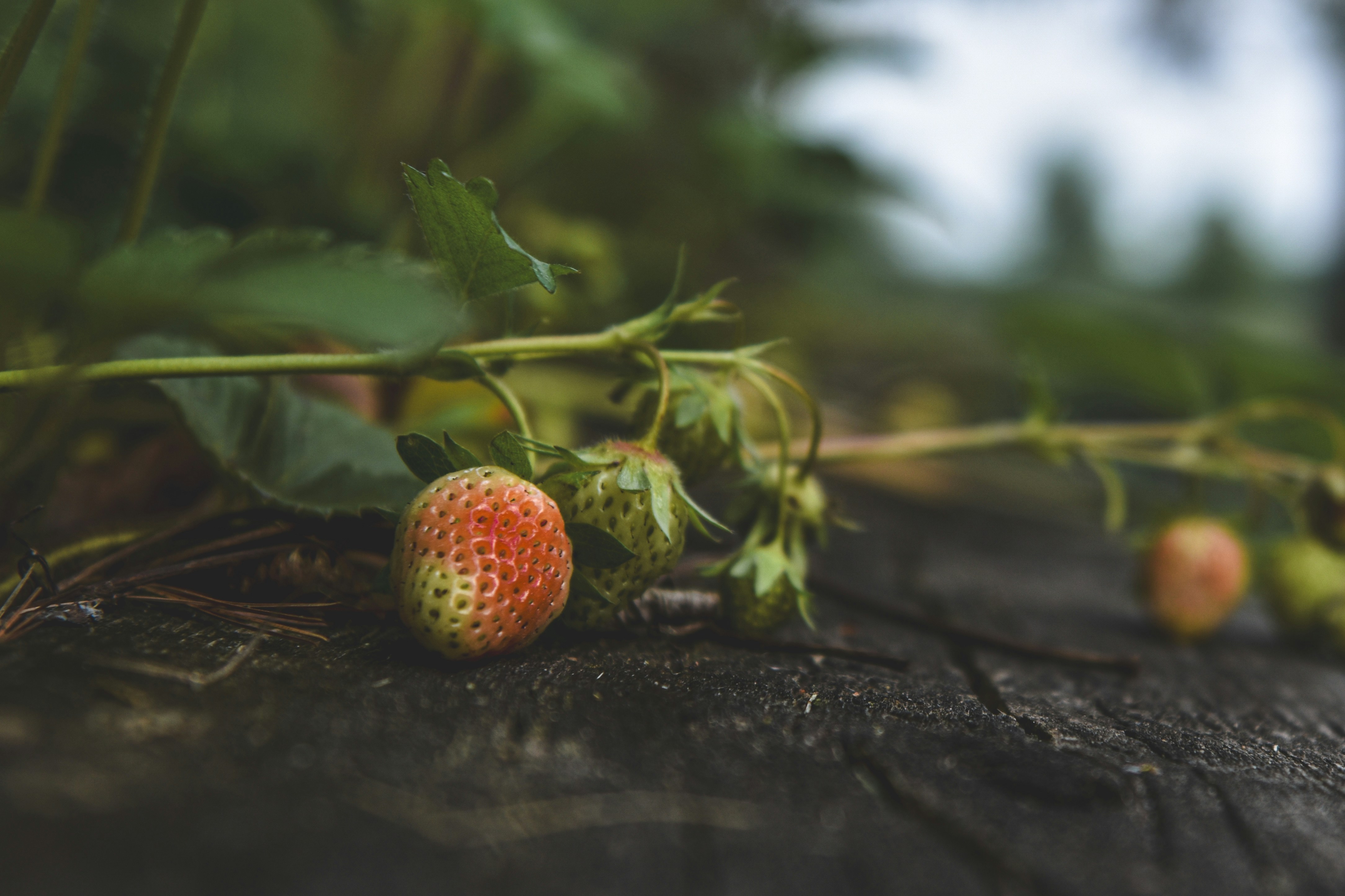 Photo by freefolkphoto