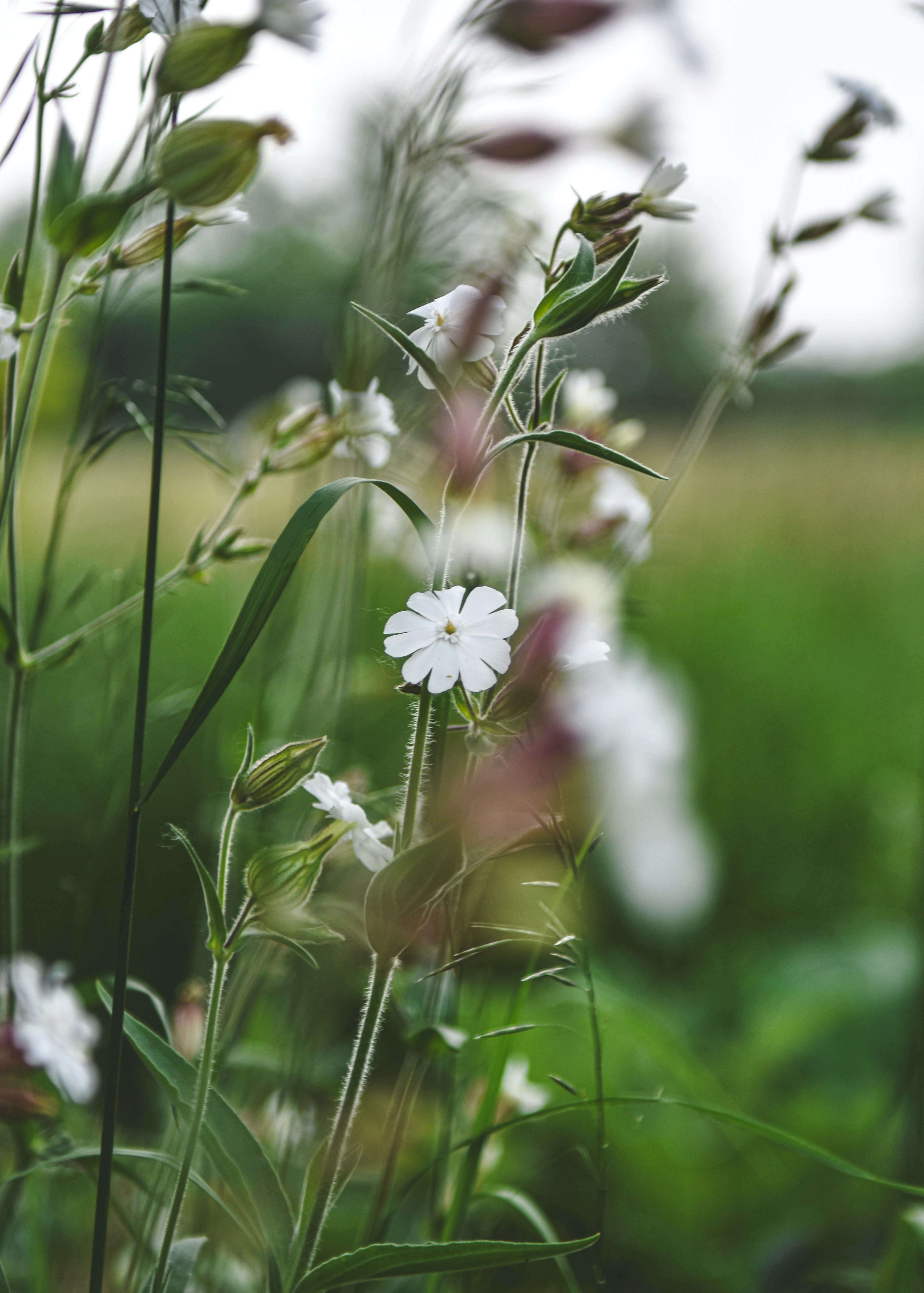 Photo by freefolkphoto