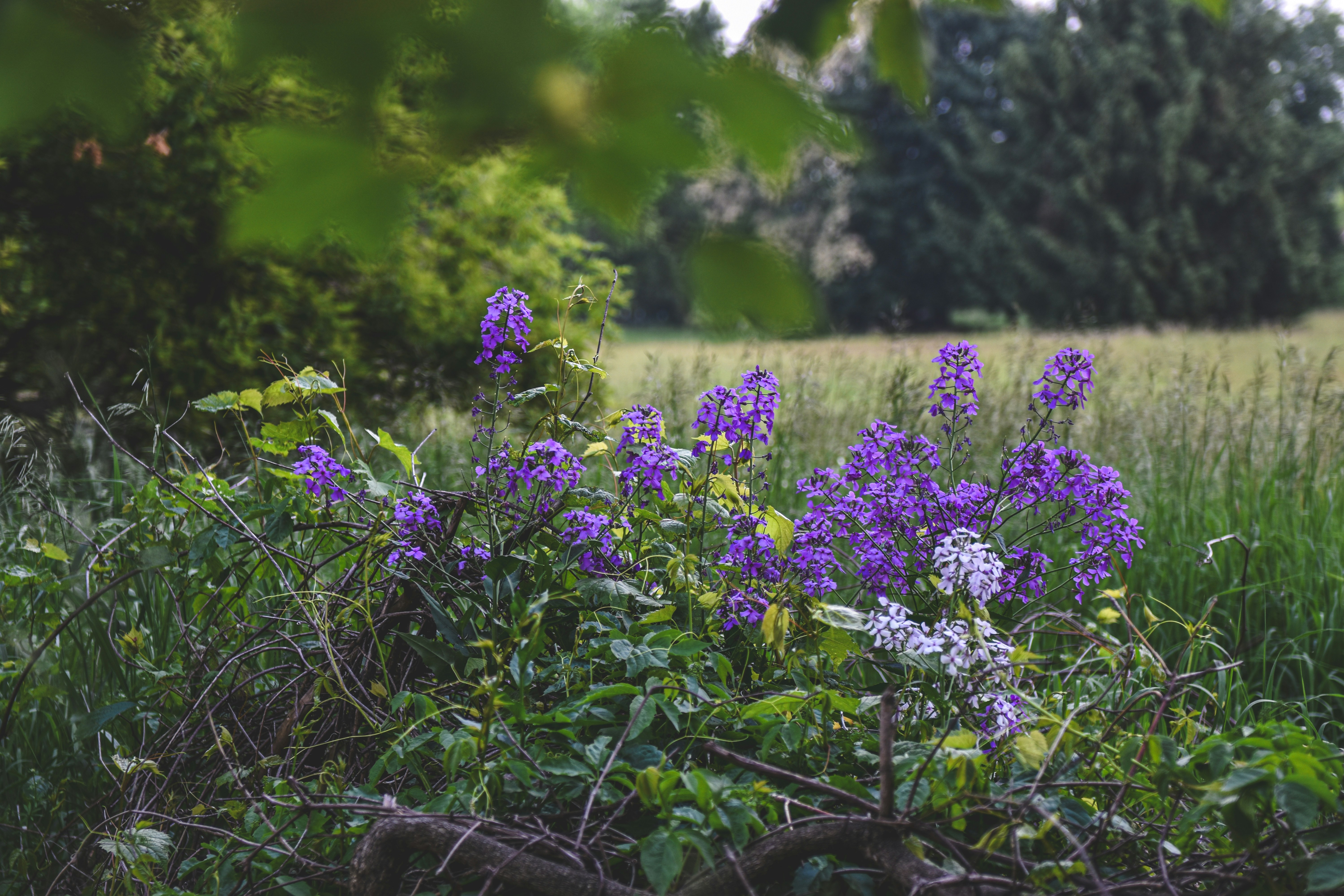 Photo by freefolkphoto