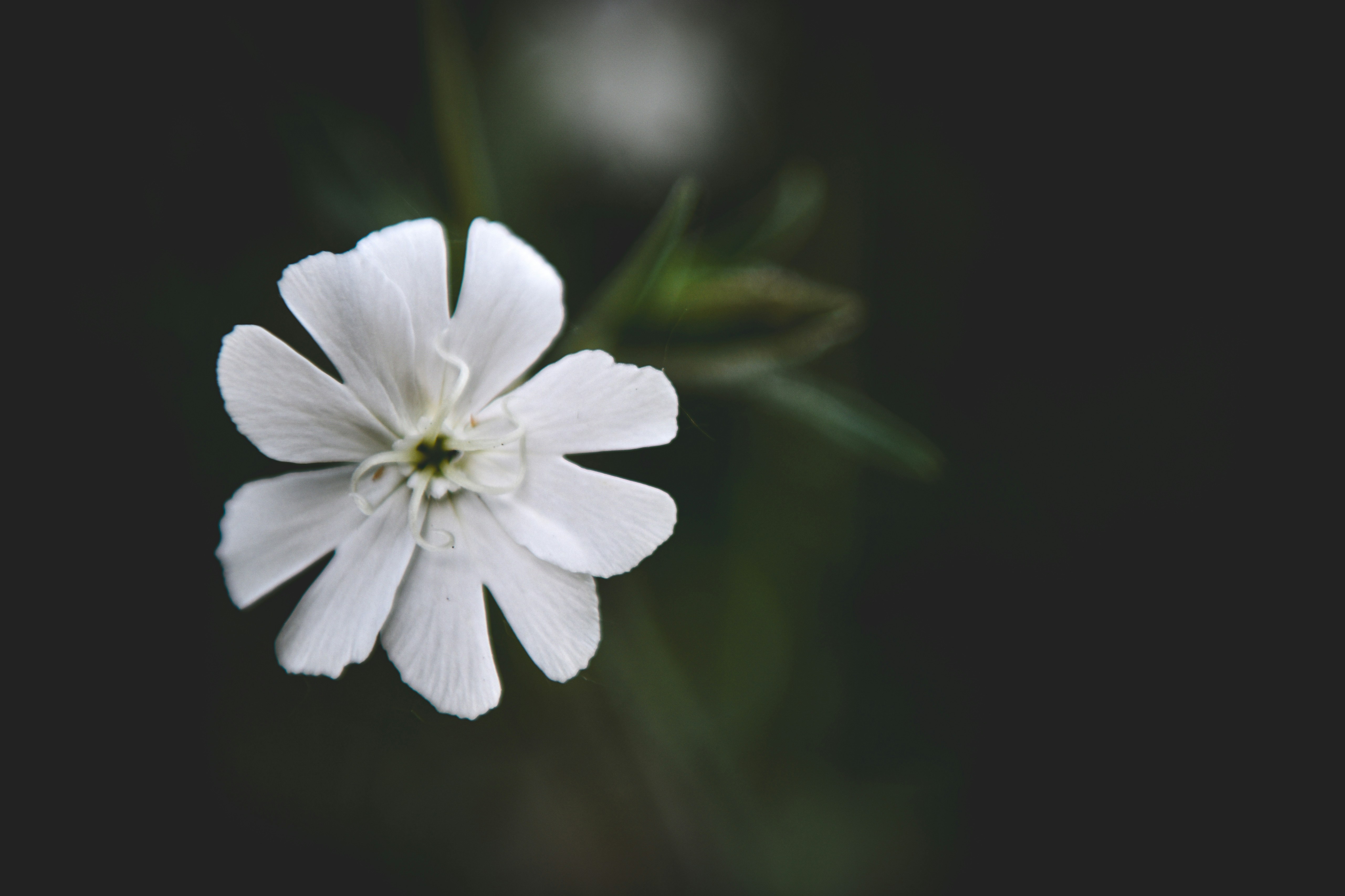 Photo by freefolkphoto