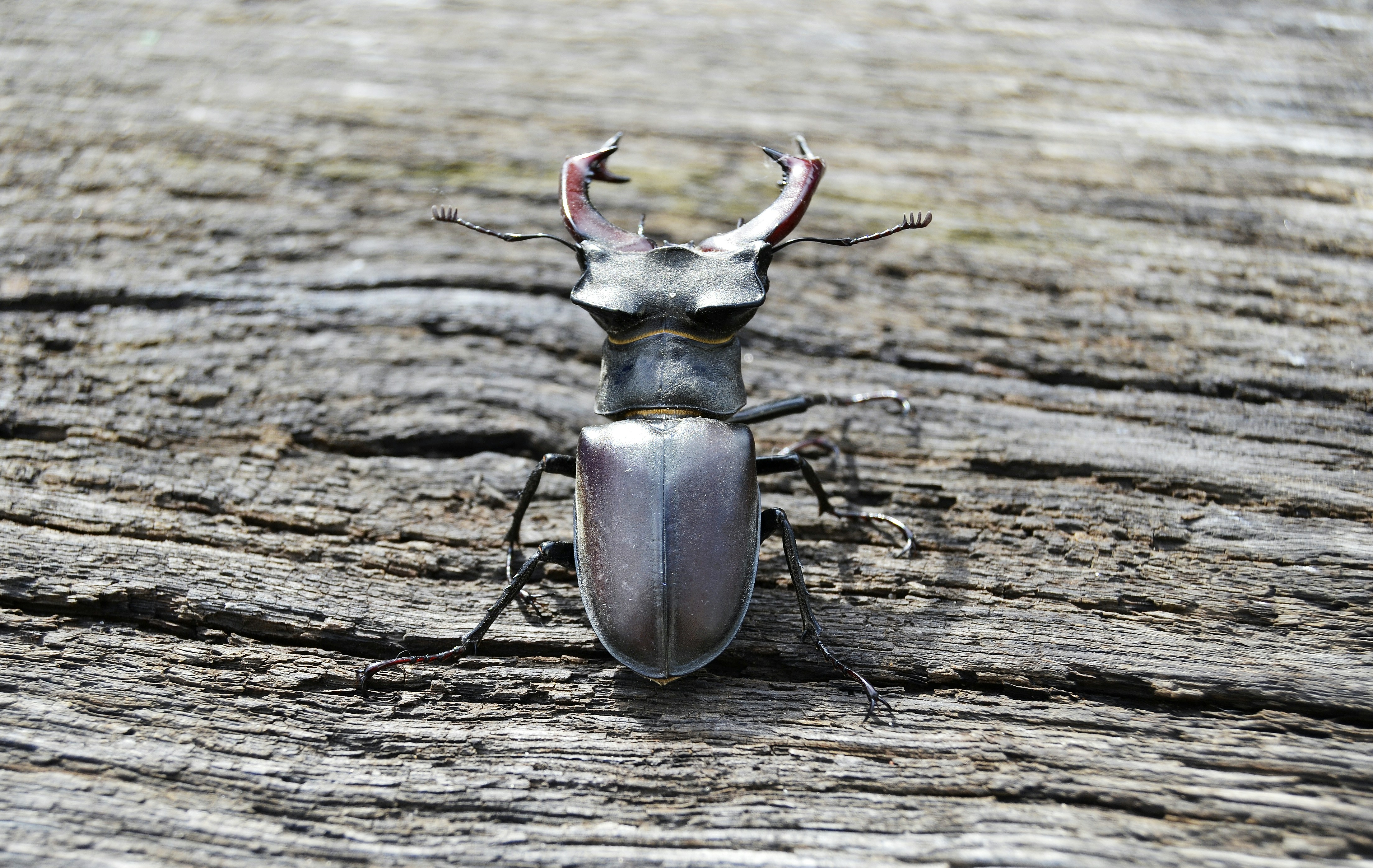 A stag beetle rests on weathered wood.