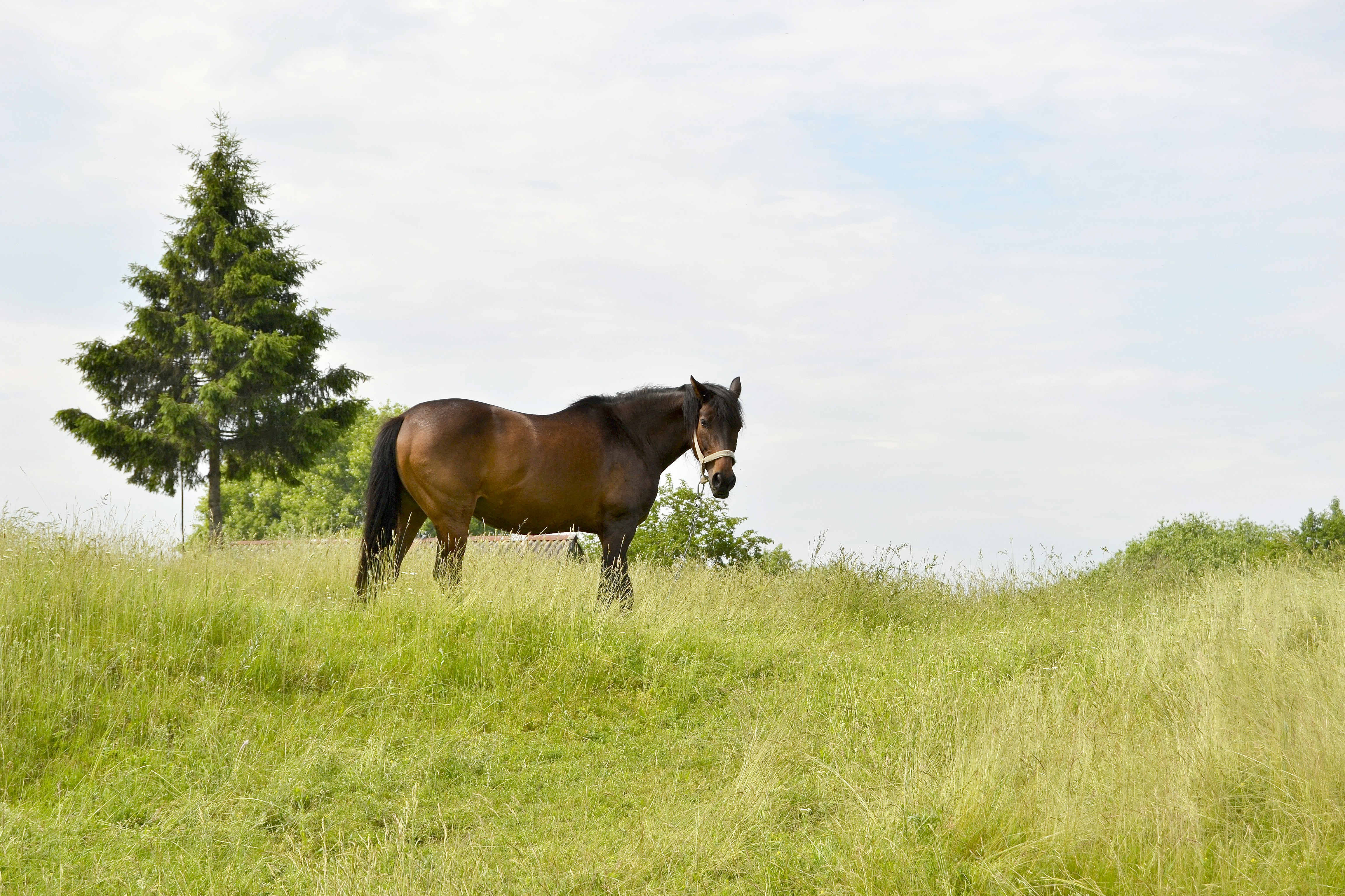Un caballo se para en un campo cubierto de hierba.