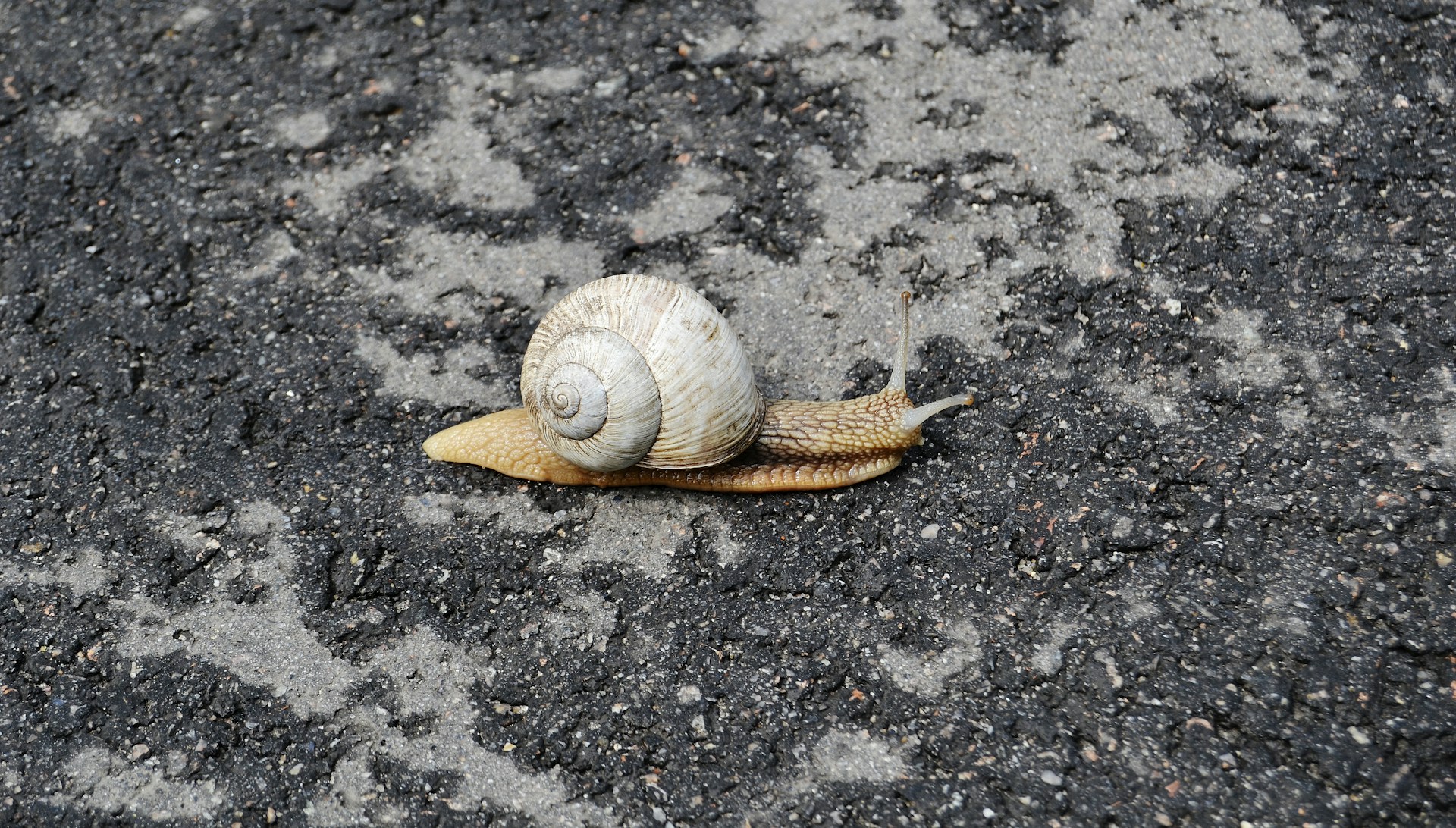 A snail slithers across the pavement.