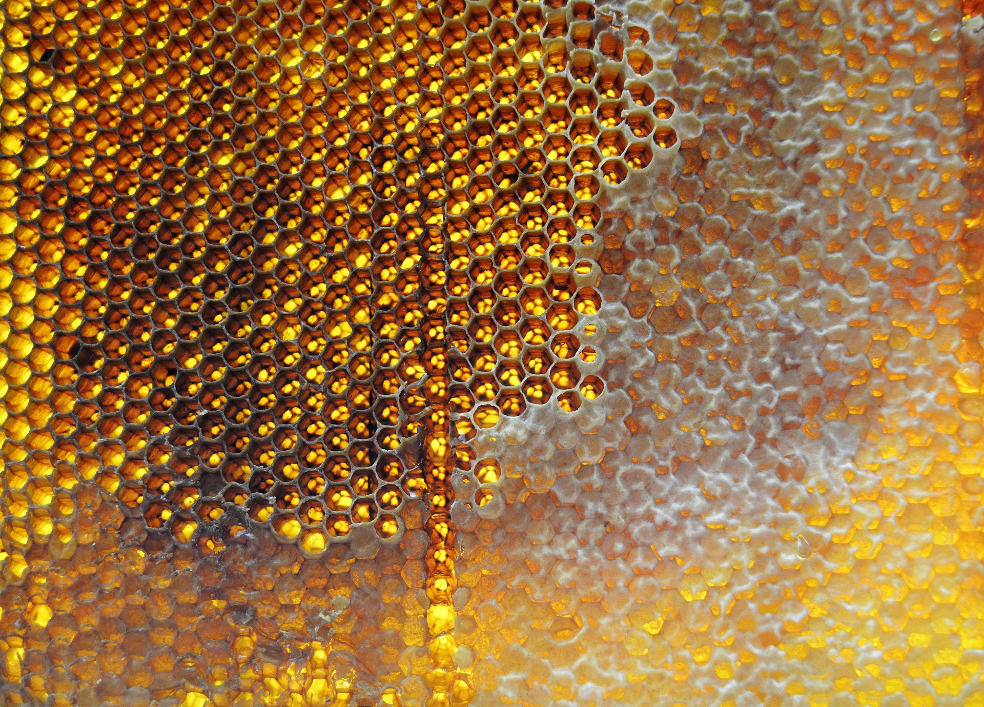 Honeycomb dripping with golden honey.