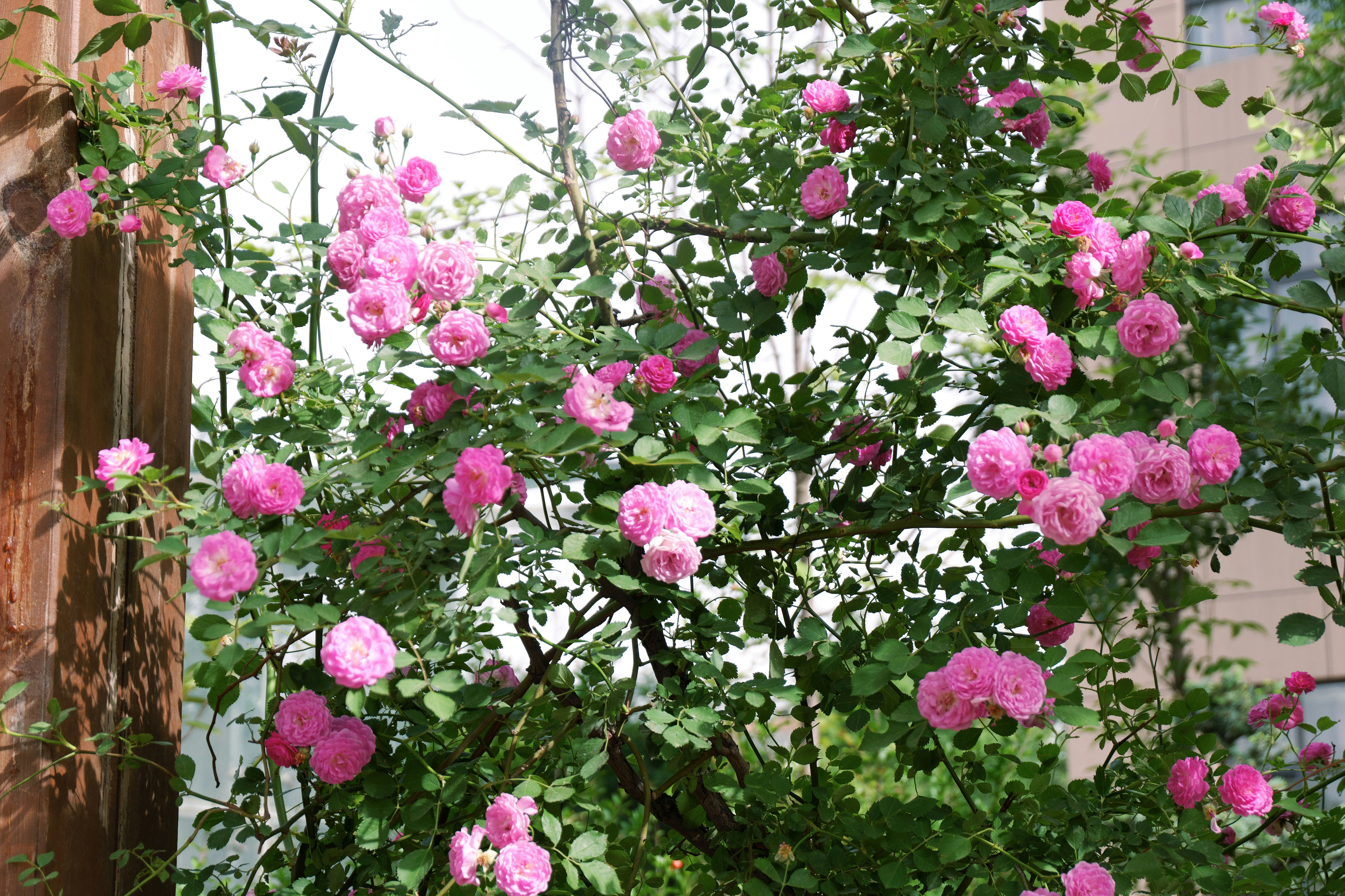 Pink roses are blooming beautifully on the bush.