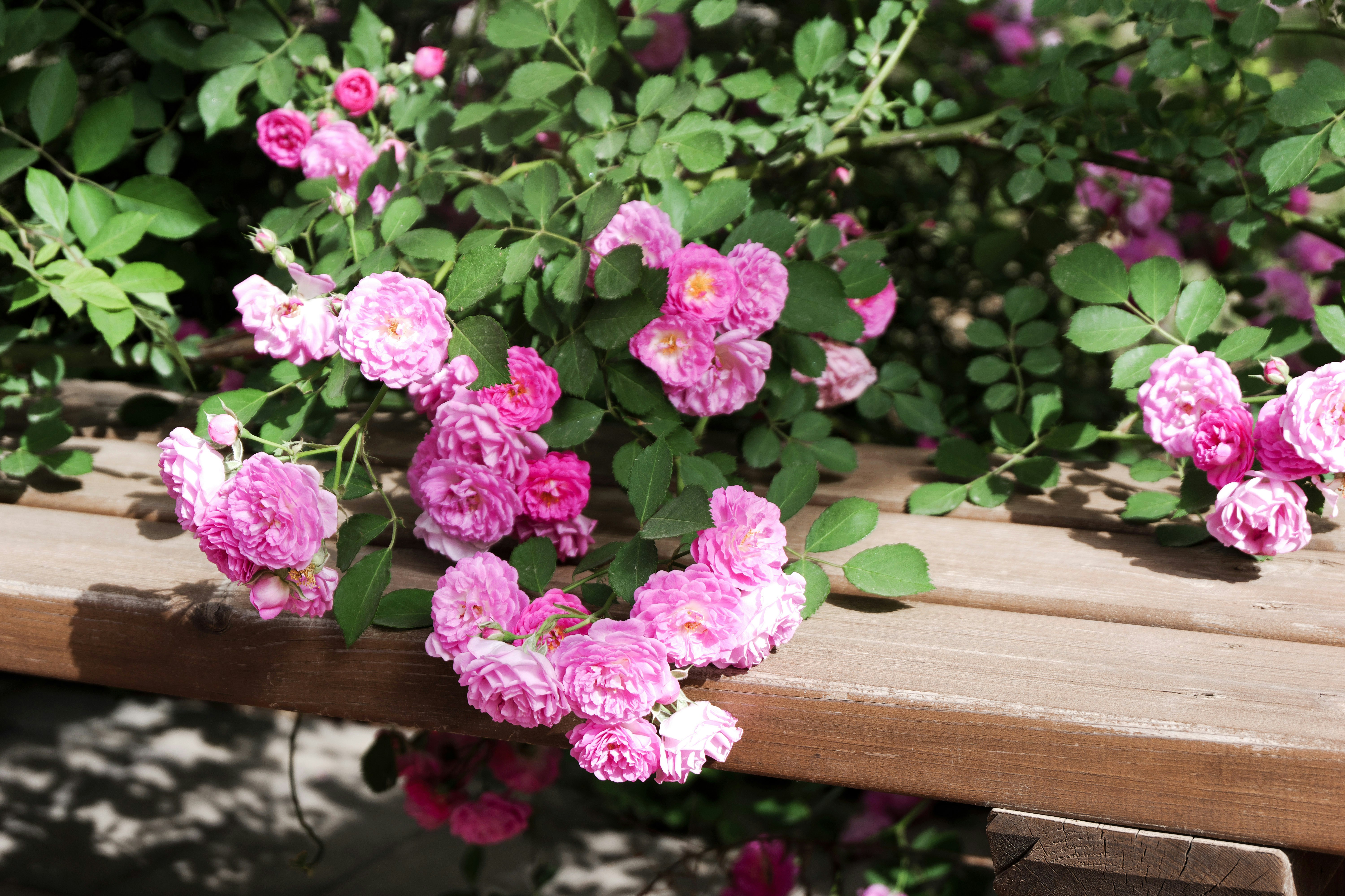 Pink roses bloom on a wooden bench.