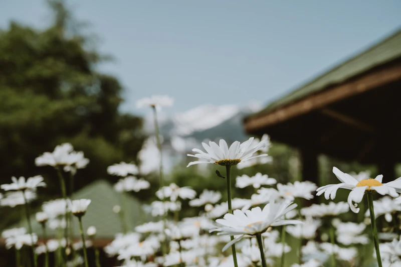 A field of white daisies with a mountain and a building behind it, near Bansko in summer.