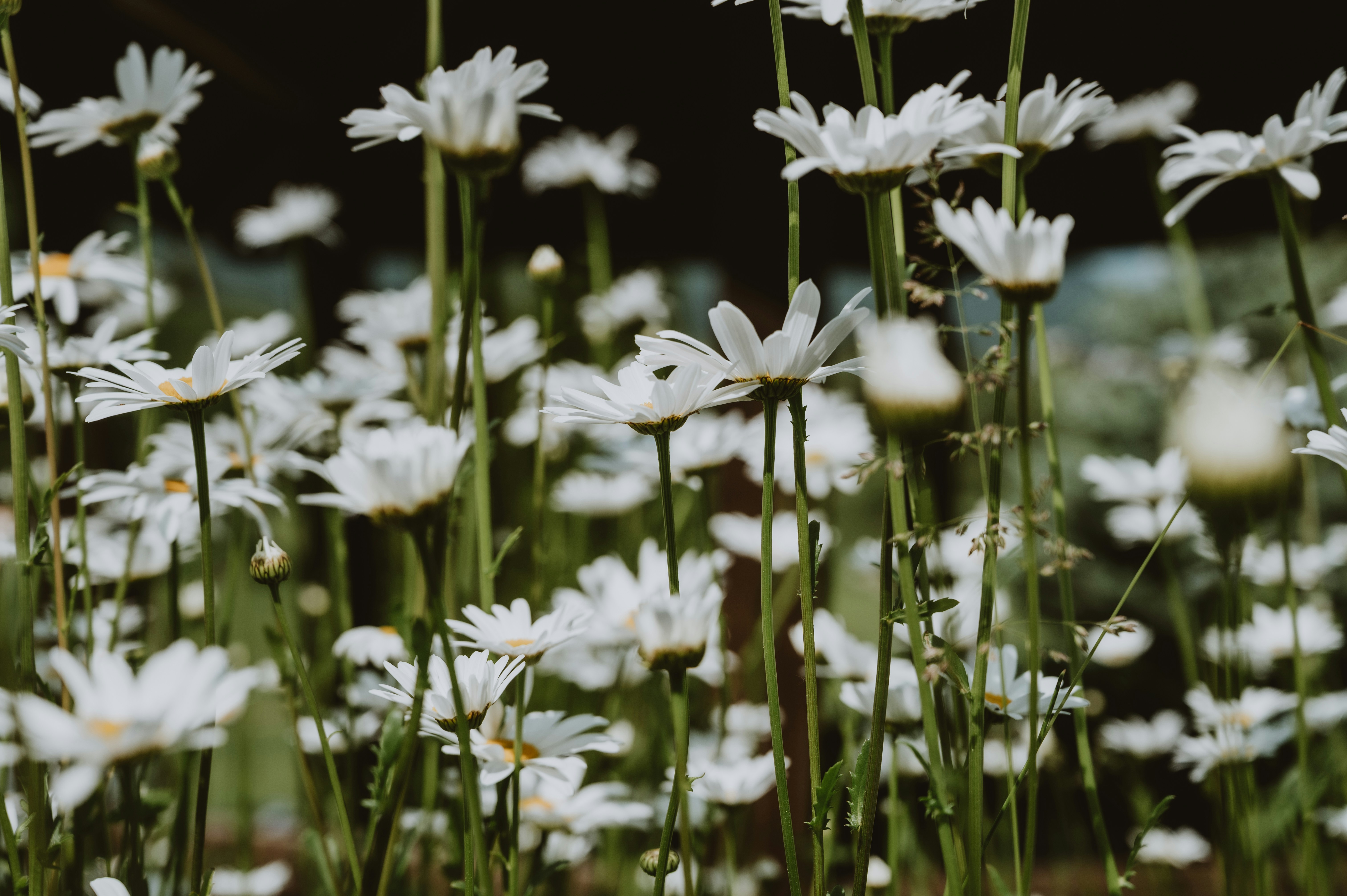 Bansko – Activities & Attractions