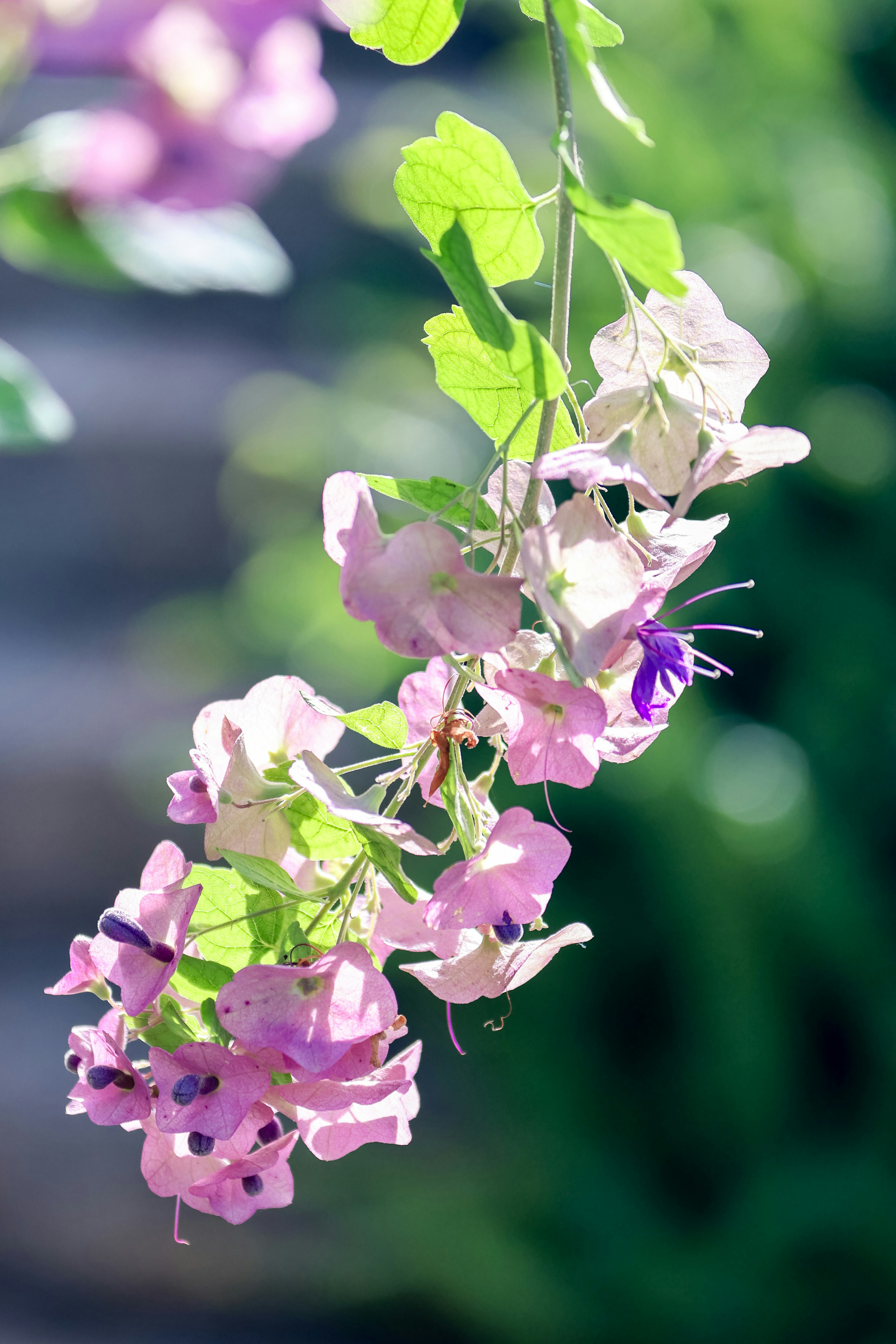 Photo by dickenslin76