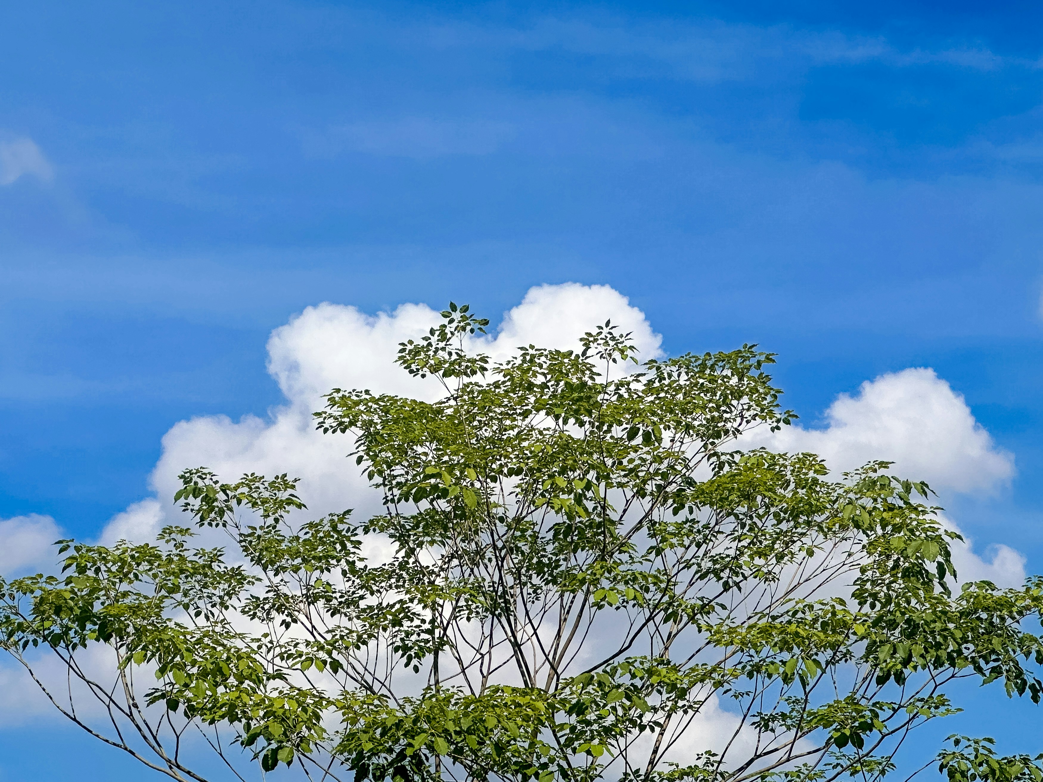 Photo by dickenslin76