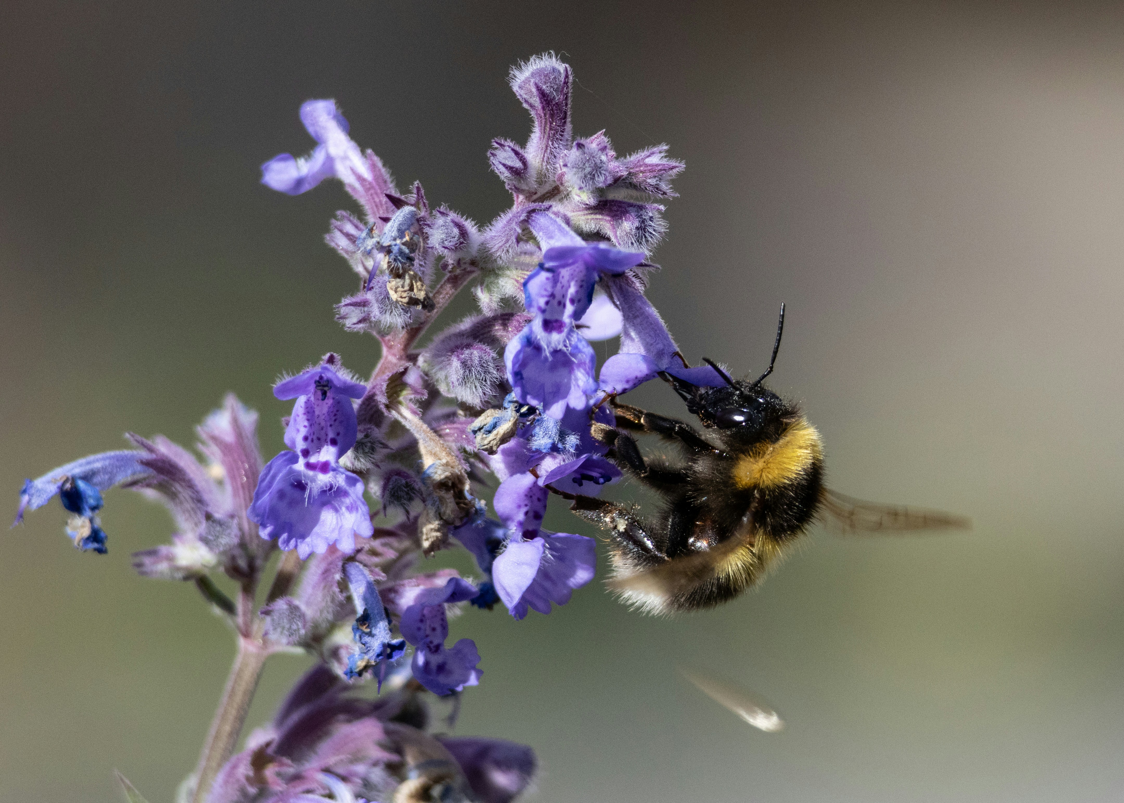 Eine Hummel bestäubt eine violette Blüte.