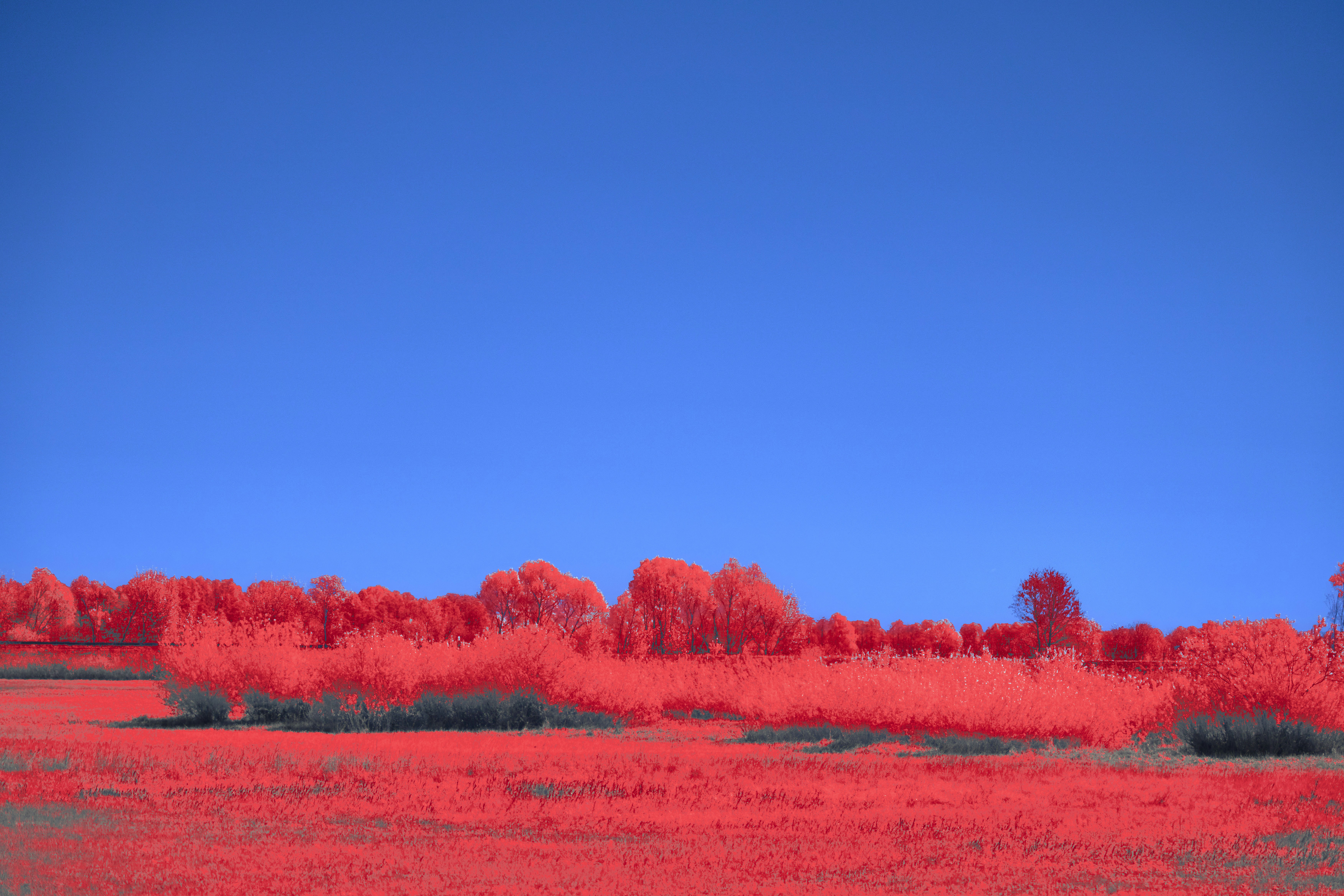 Photo by wolfgang_hasselmann