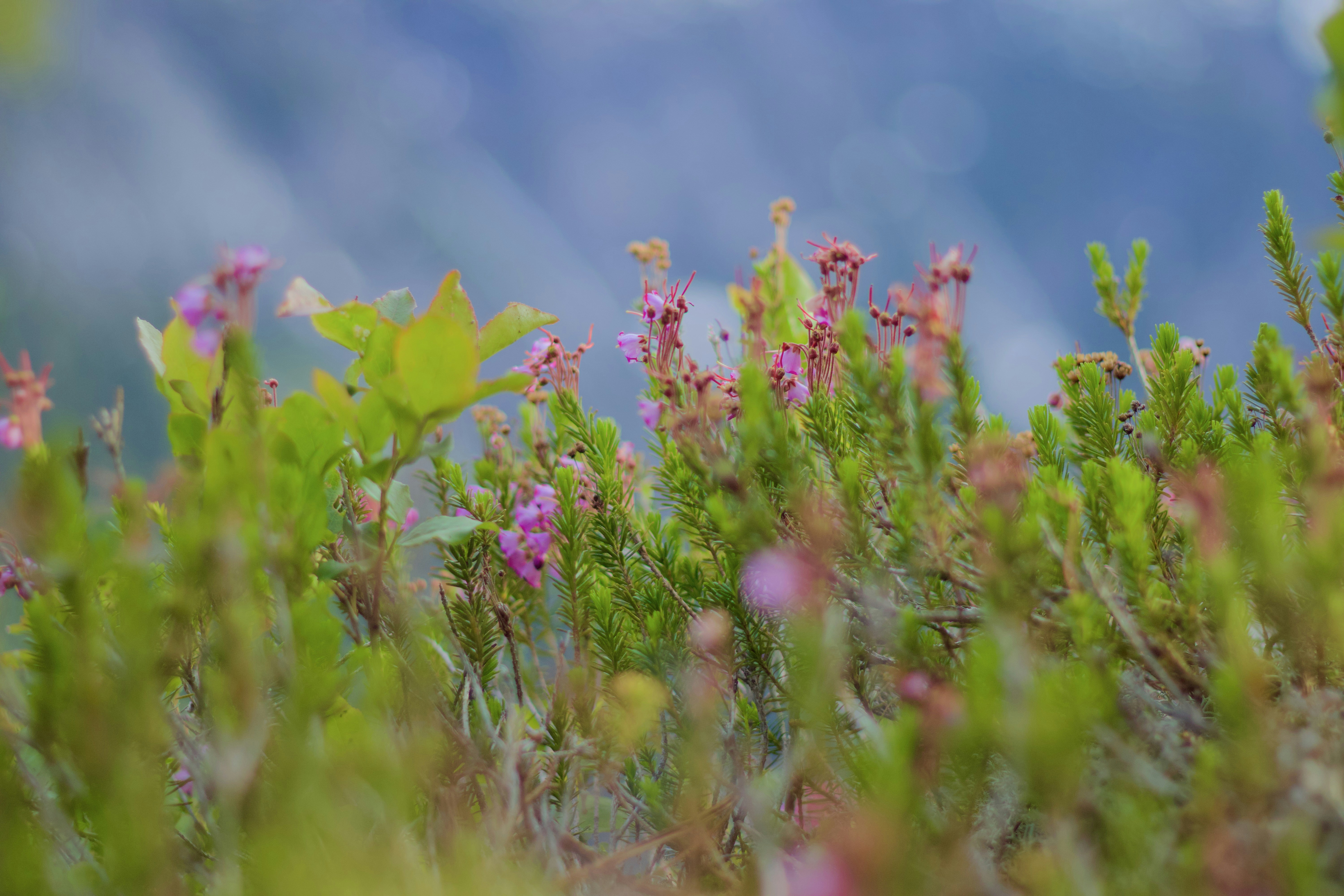 The Power of Plant Pigments (image credits: unsplash)