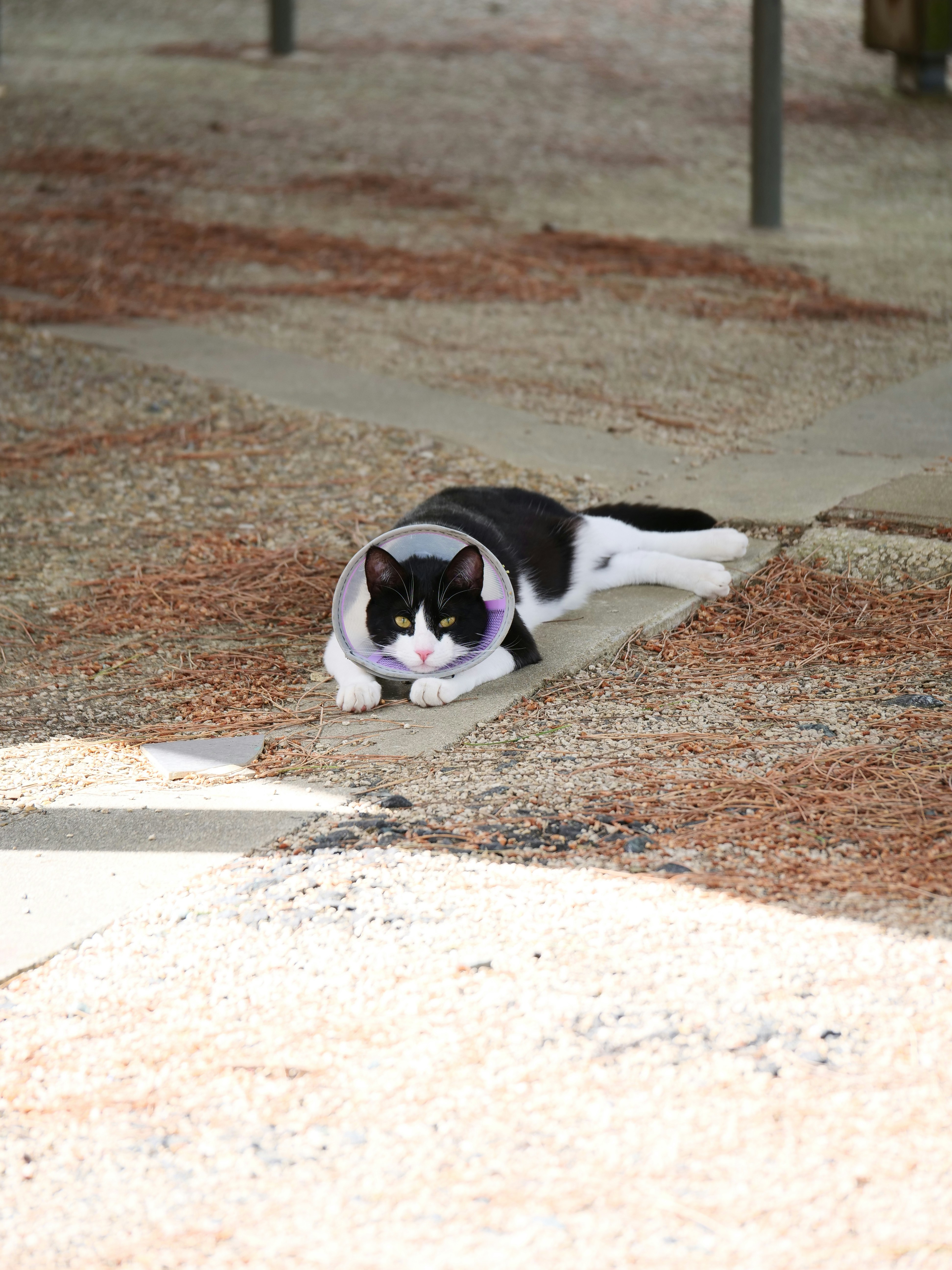 Megan Stewart - Veterinary Rehabilitation's image