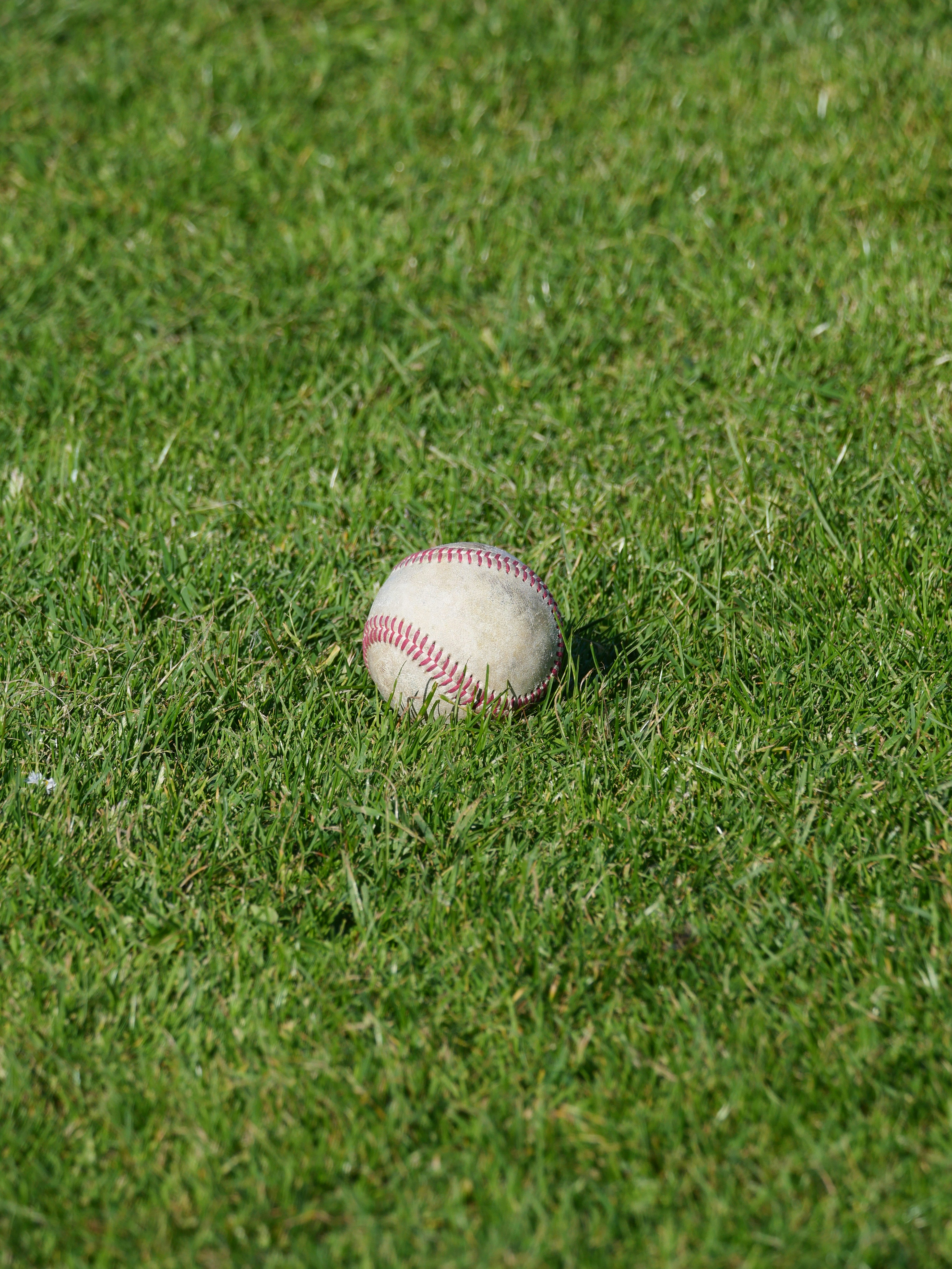 Une balle de baseball repose dans l’herbe verdoyante.