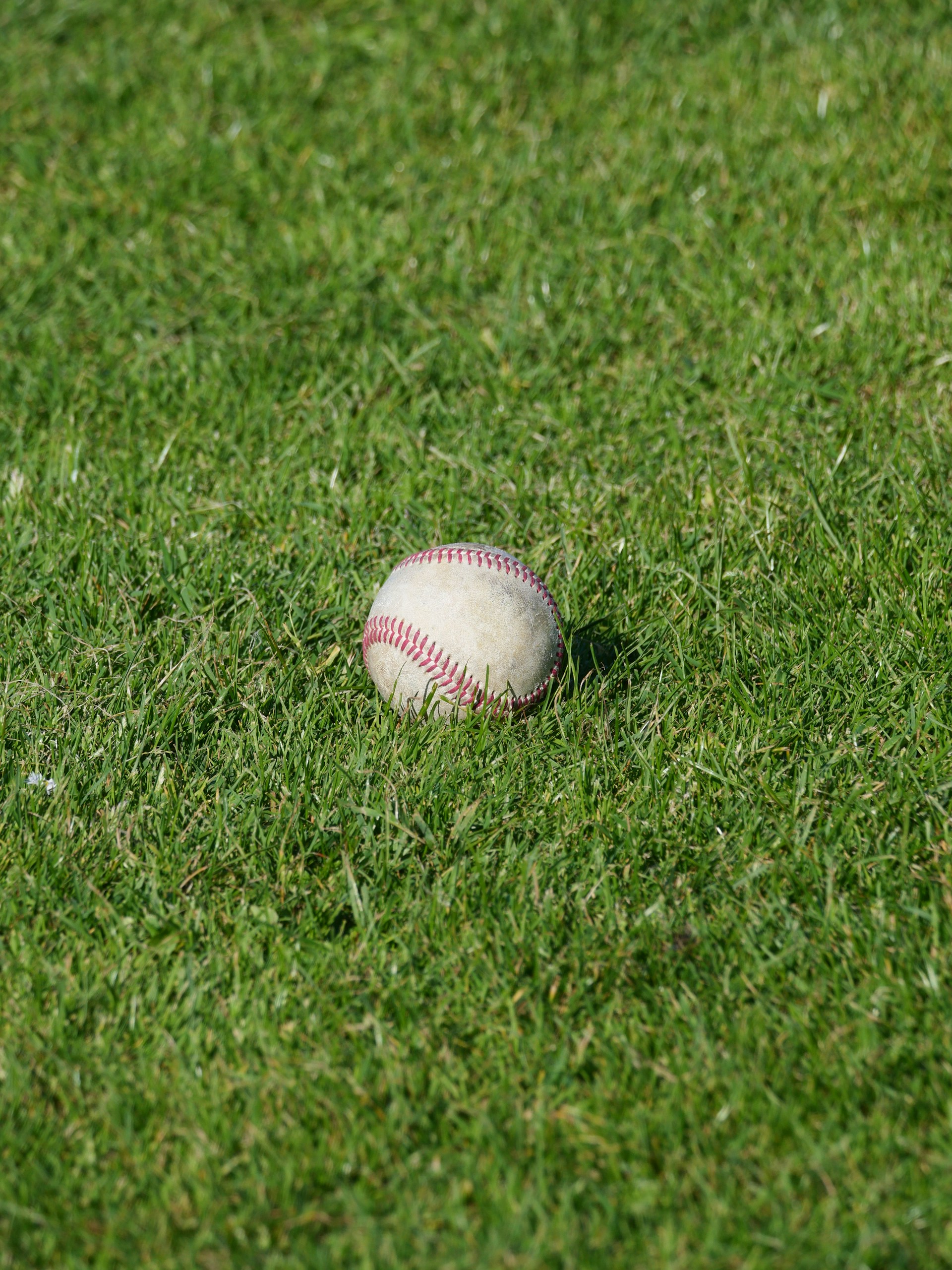 A baseball rests in the lush green grass.