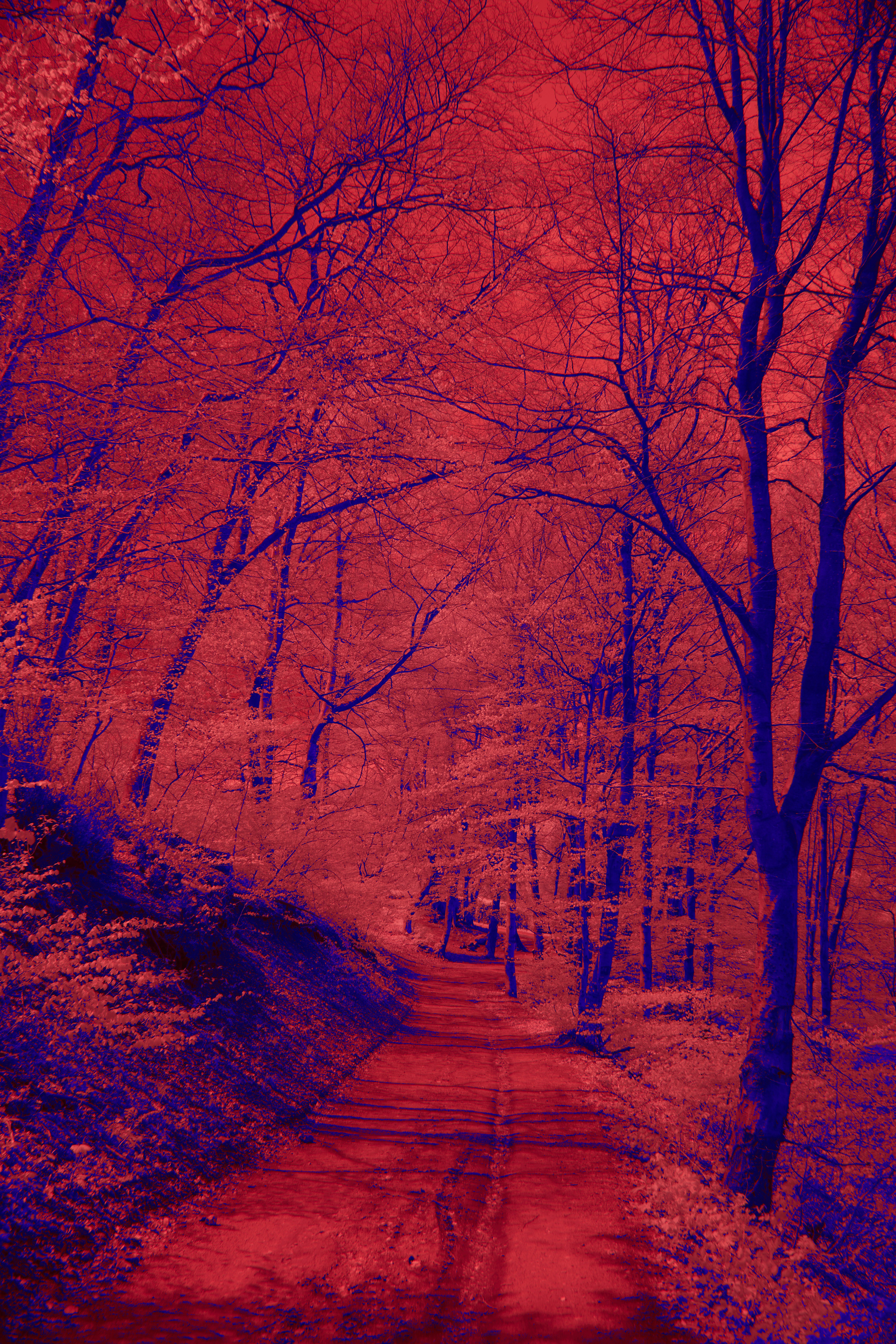 Photo by wolfgang_hasselmann