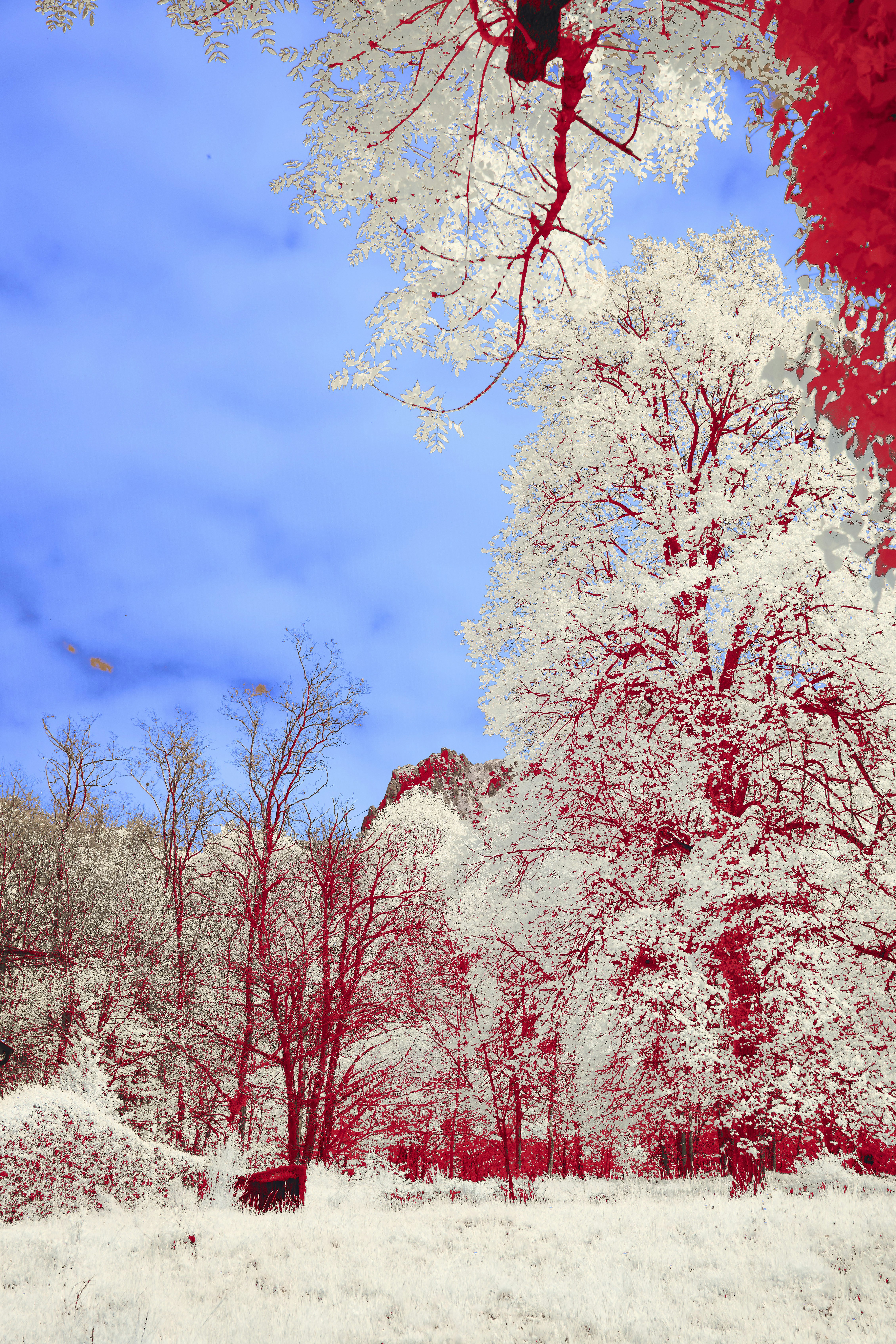 Photo by wolfgang_hasselmann