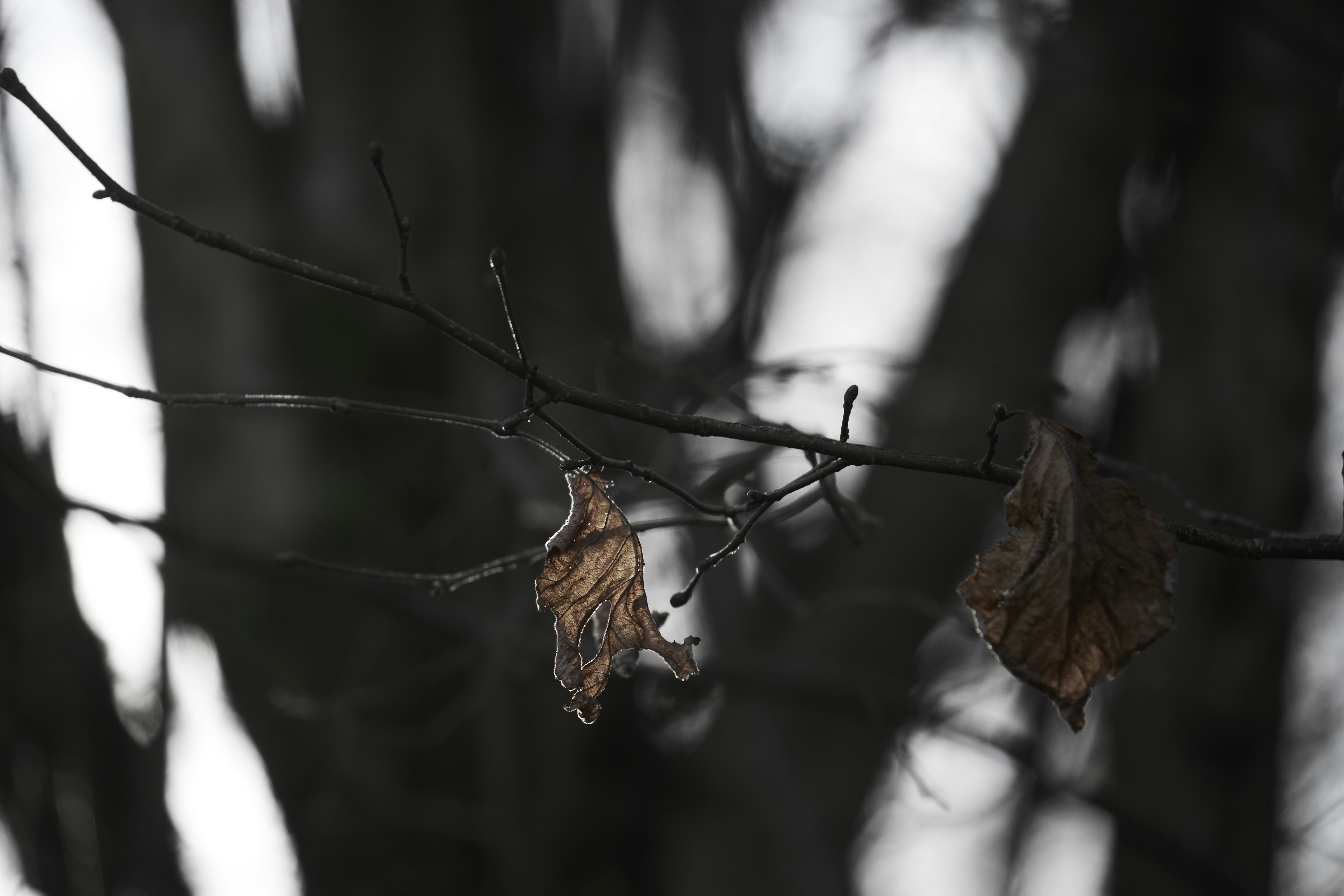 Two withered leaves cling to a bare branch.